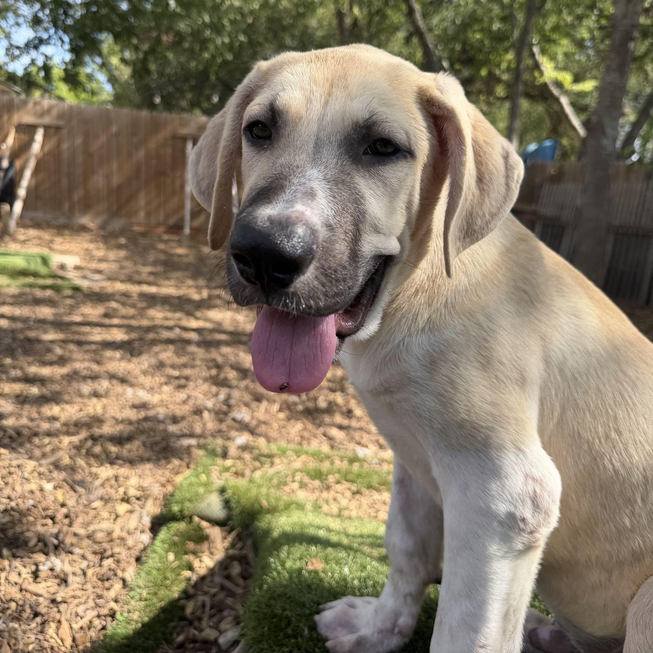 Enlarge Oskar, a Adopted mixed breed in Portland, OR image 4/5