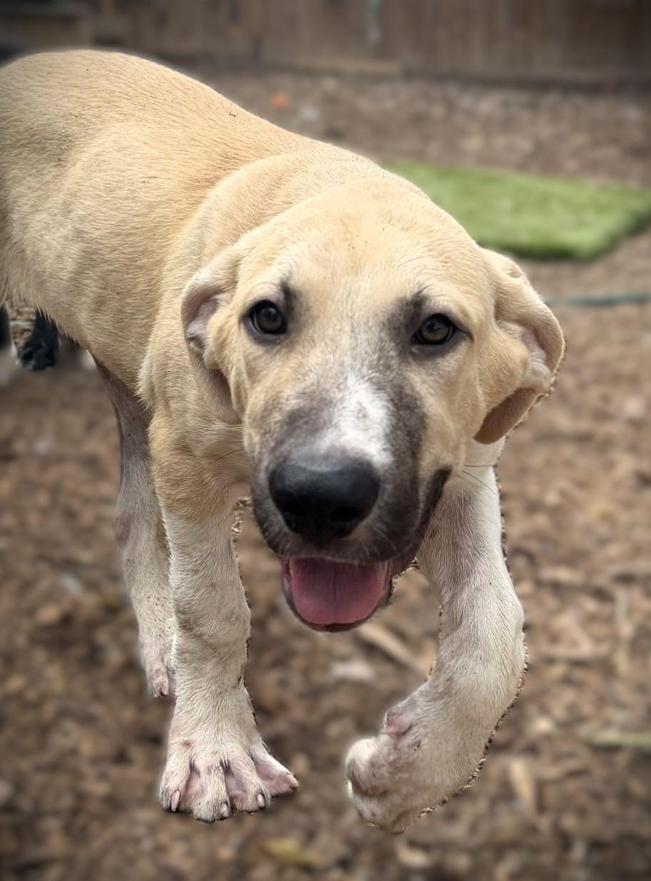 Enlarge Oskar, a Adopted mixed breed in Portland, OR image 2/5