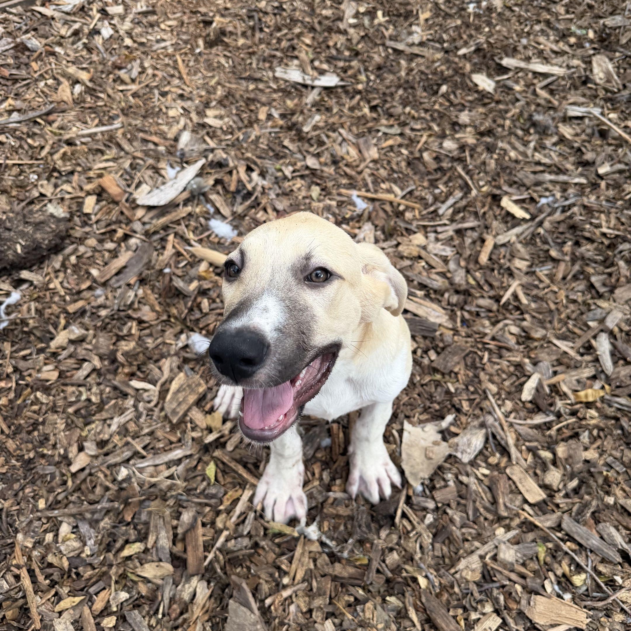 Enlarge Oskar, a Adopted mixed breed in Portland, OR image 3/5