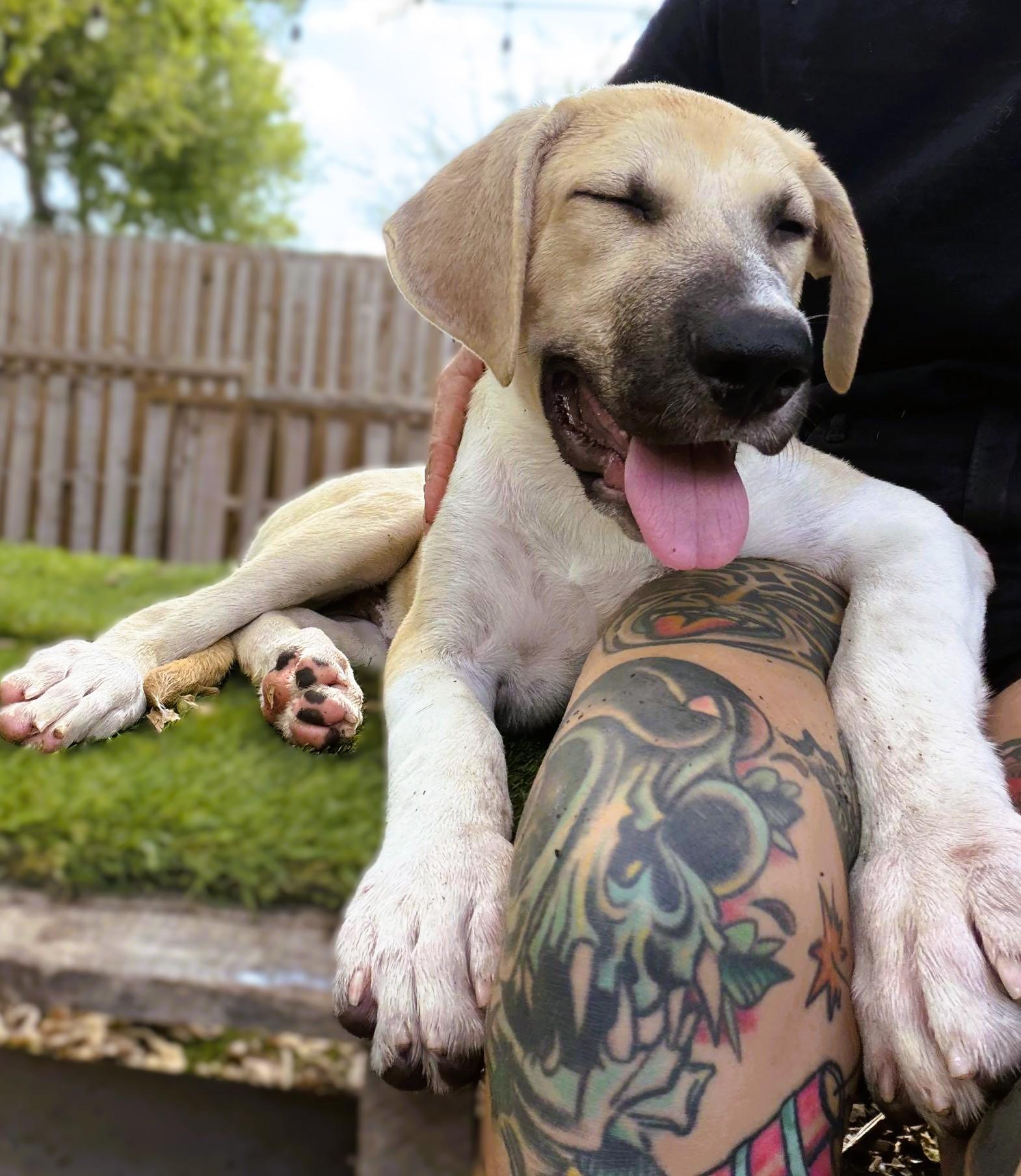 Oskar, Adoptable, Puppy Male Mastiff.