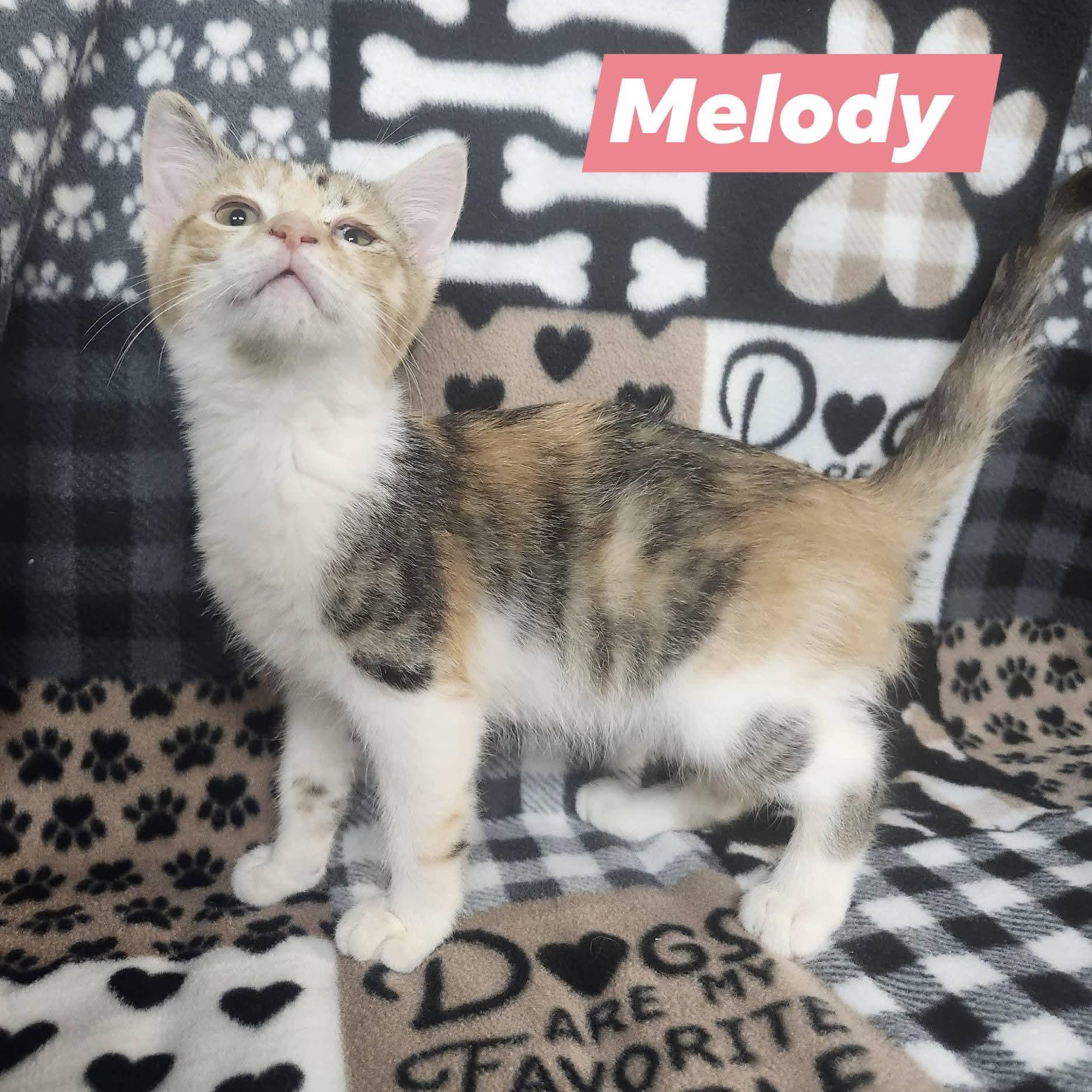 Melody