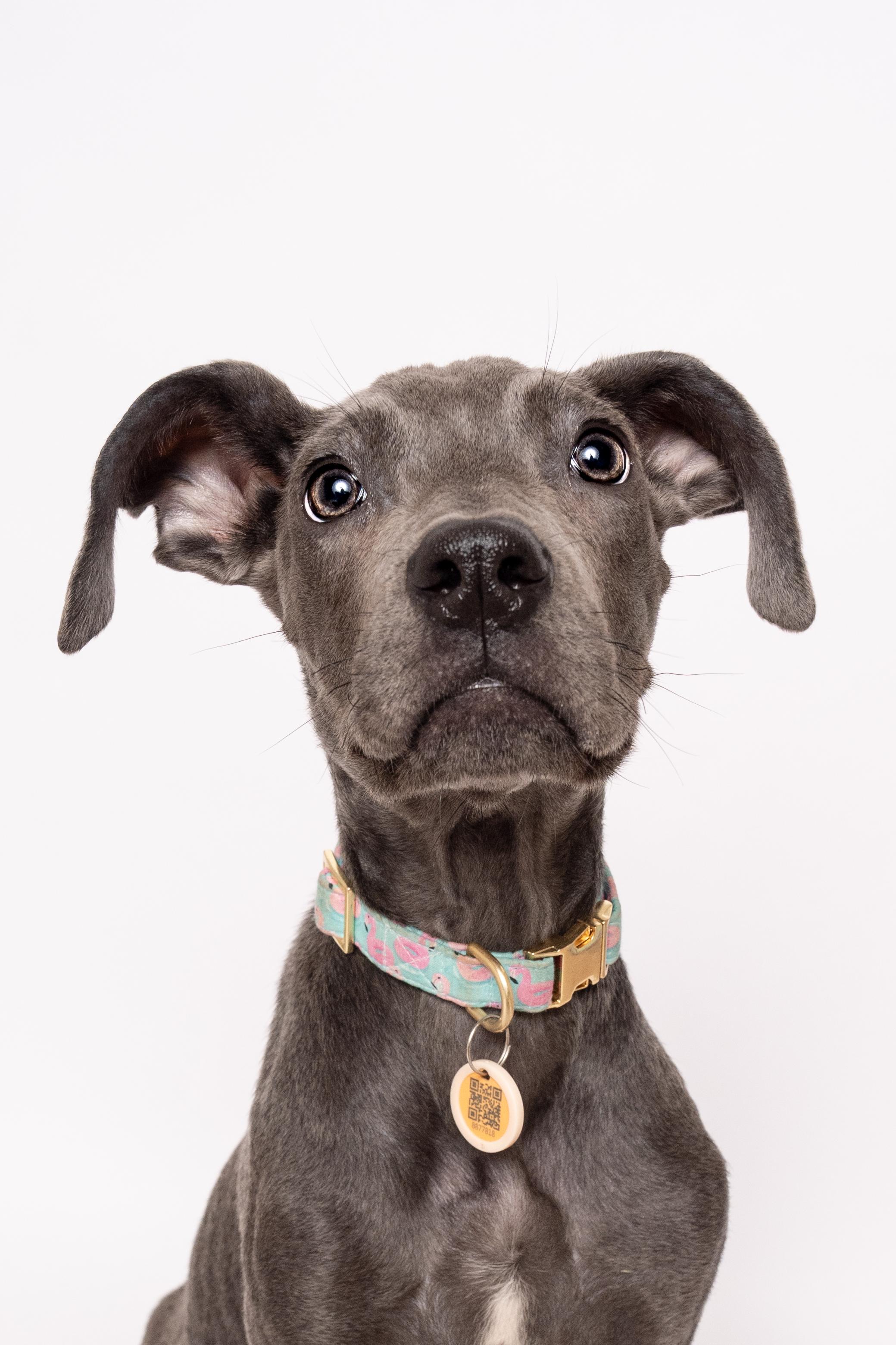 Dumbo, an adoptable Mixed Breed in Evanston, IL image 5/6