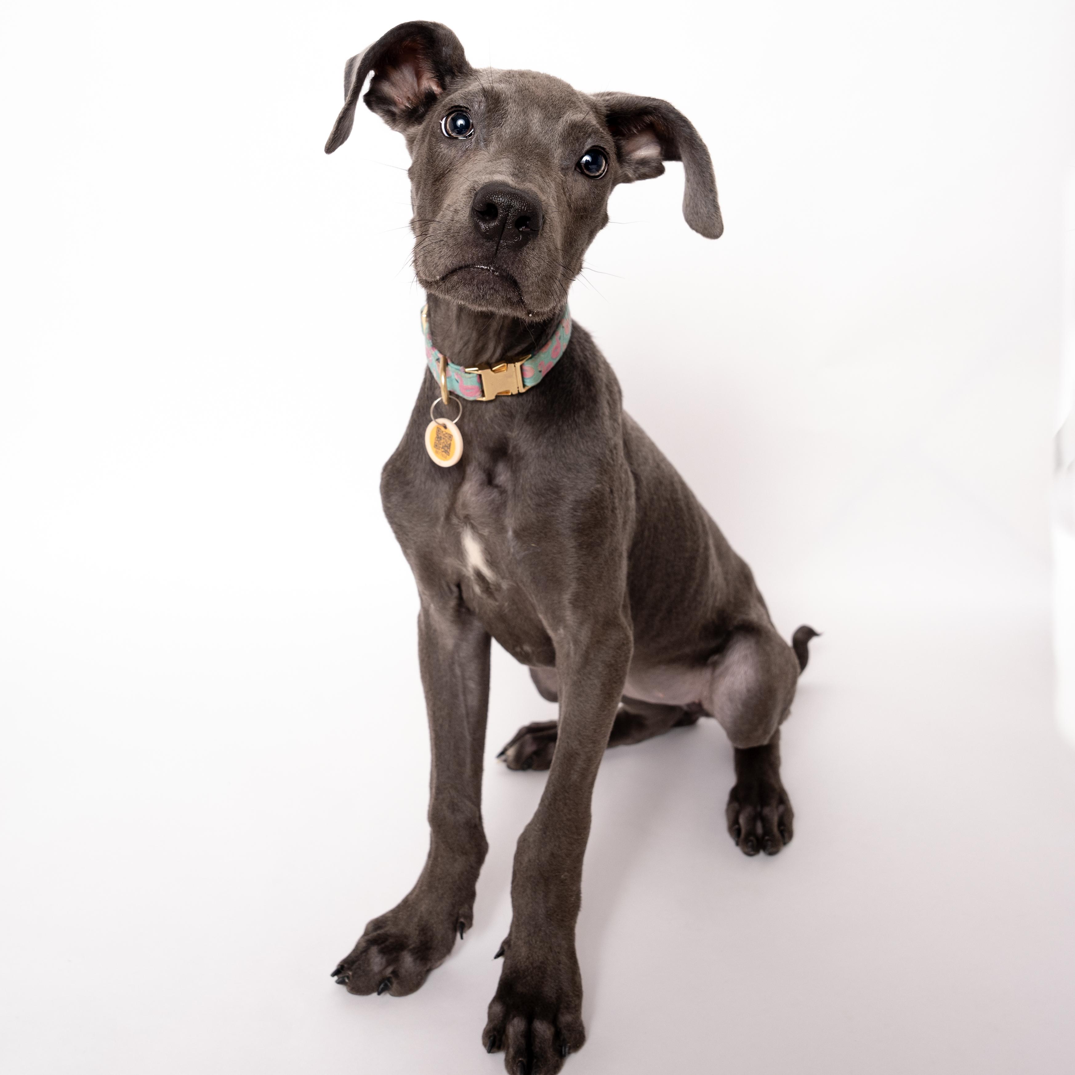 Dumbo, an adoptable Mixed Breed in Evanston, IL image 3/6