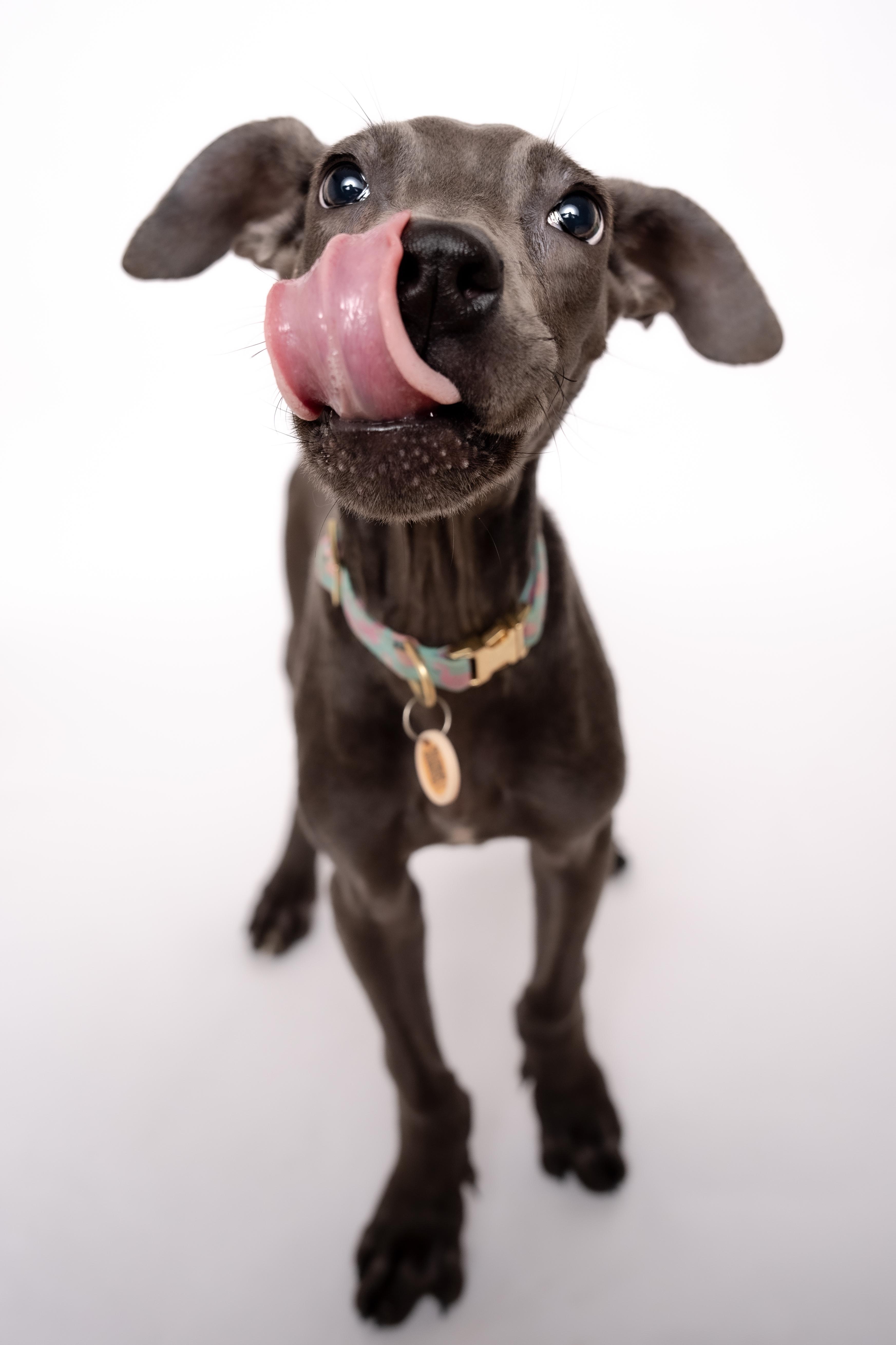 Dumbo, an adoptable Mixed Breed in Evanston, IL image 6/6