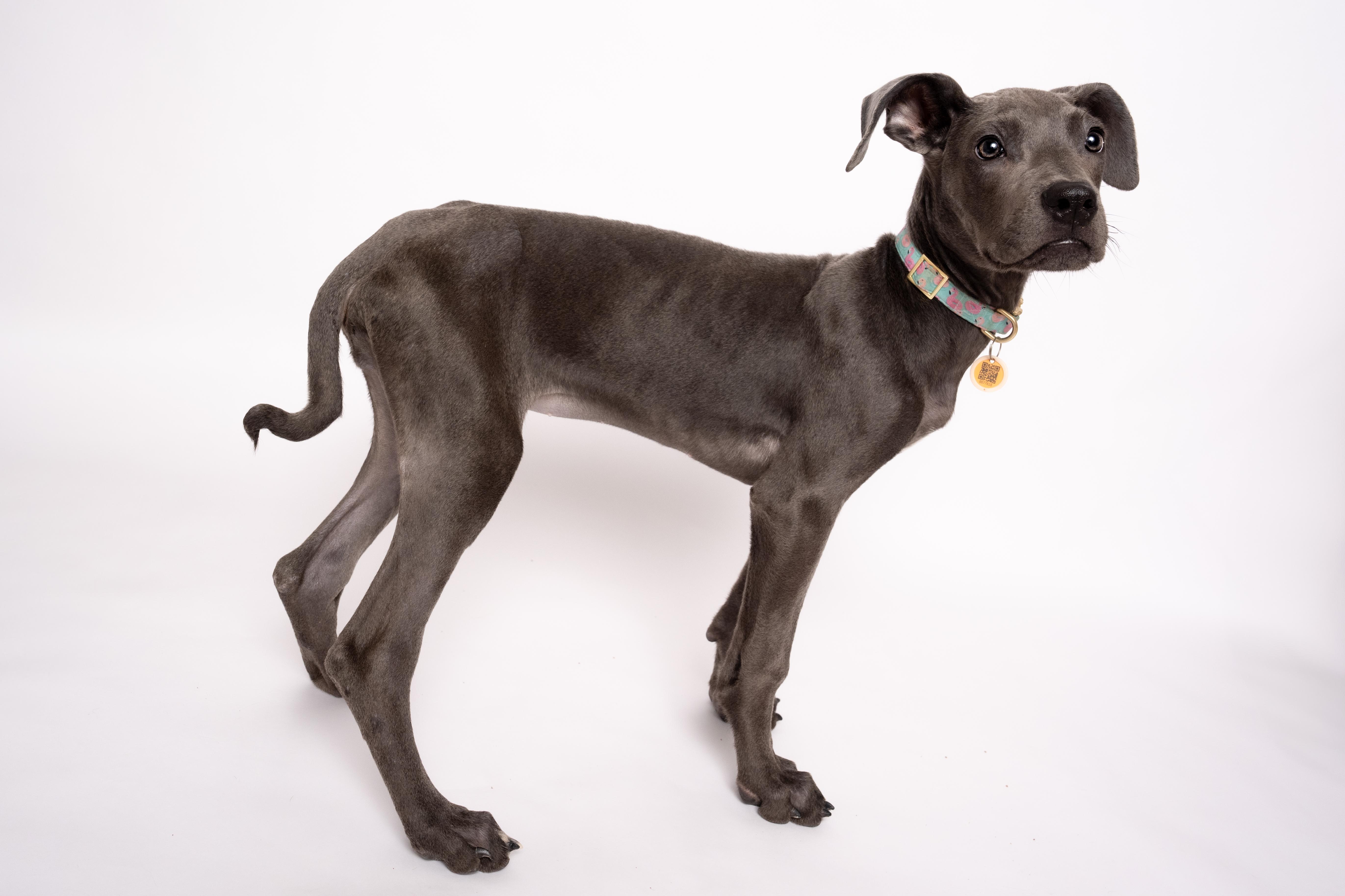 Dumbo, an adoptable Mixed Breed in Evanston, IL image 4/6