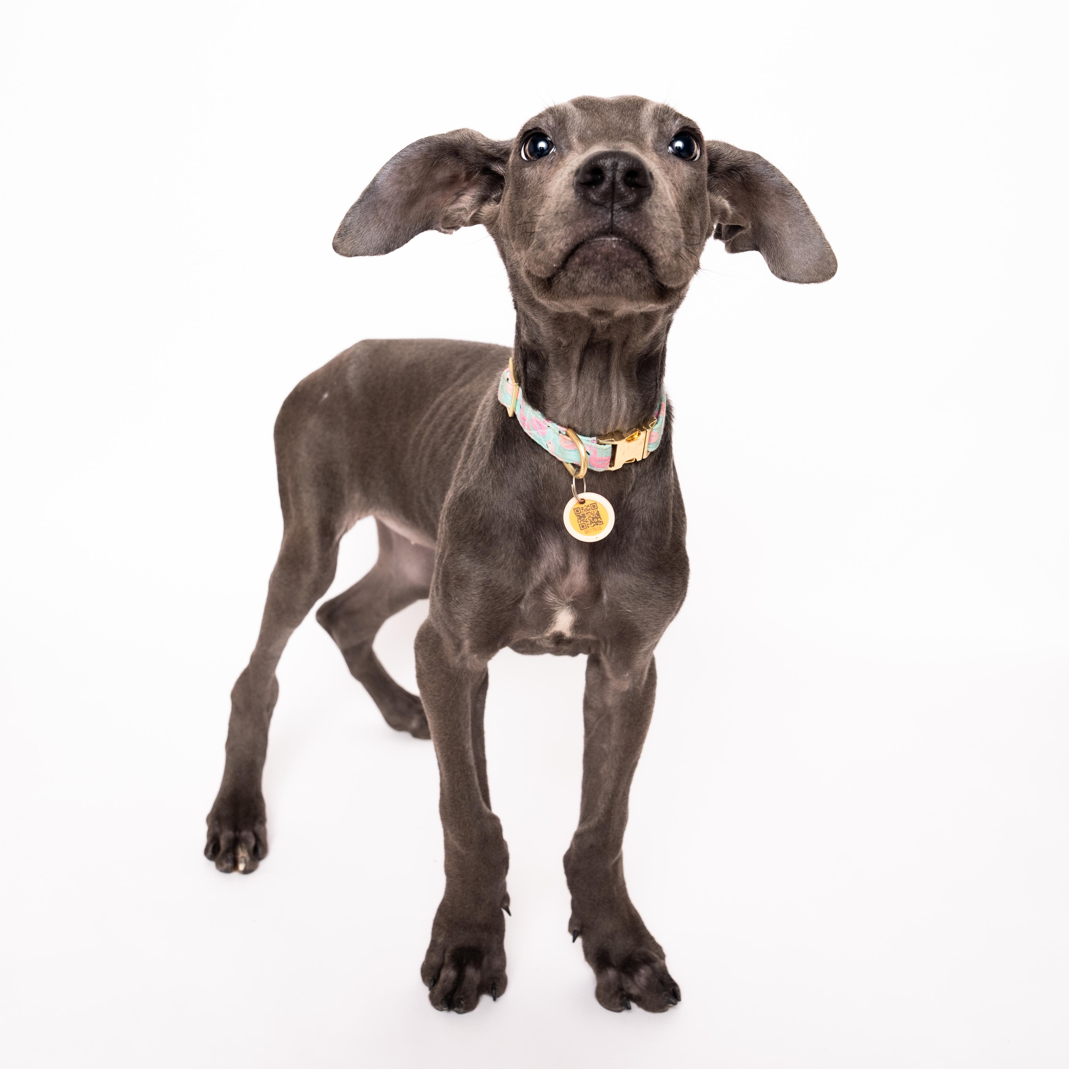 Dumbo, an adoptable Mixed Breed in Evanston, IL image 2/6