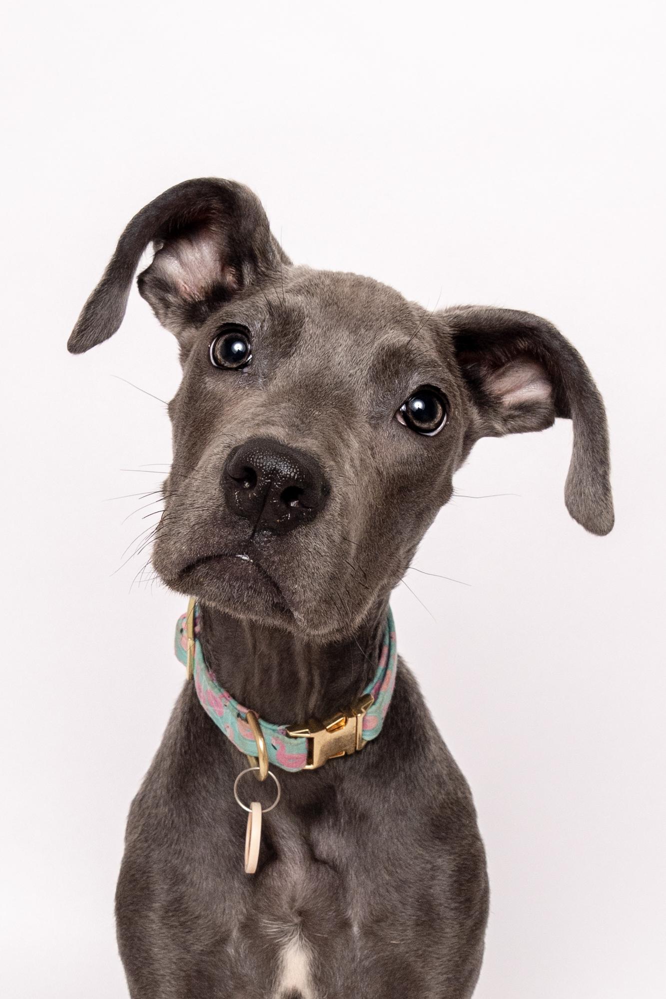 Dumbo, adoptable, Puppy Female Mixed Breed.