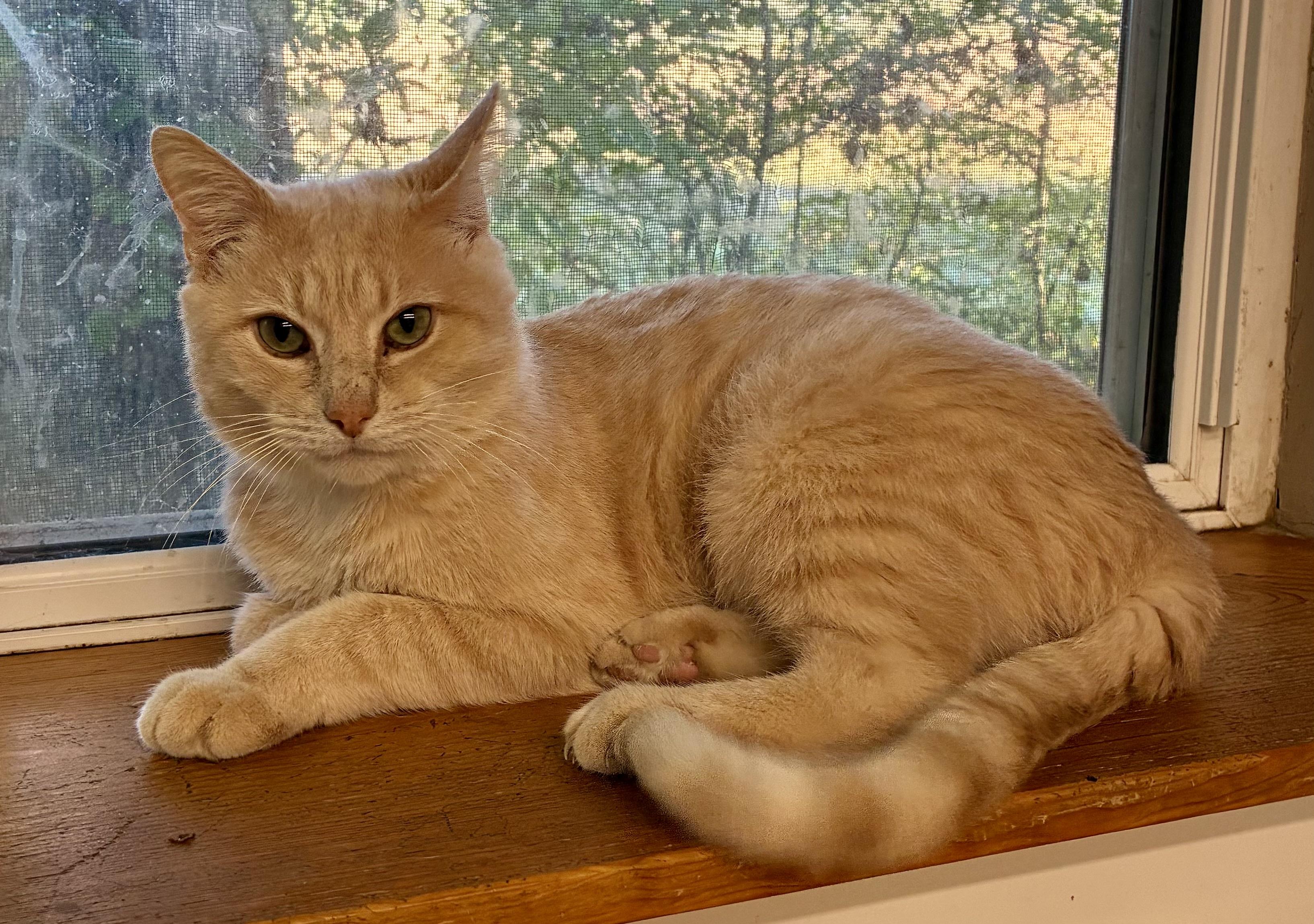 KENWORTH “KEN”, a Adoptable Domestic Short Hair in Louisa, KY image 2/6