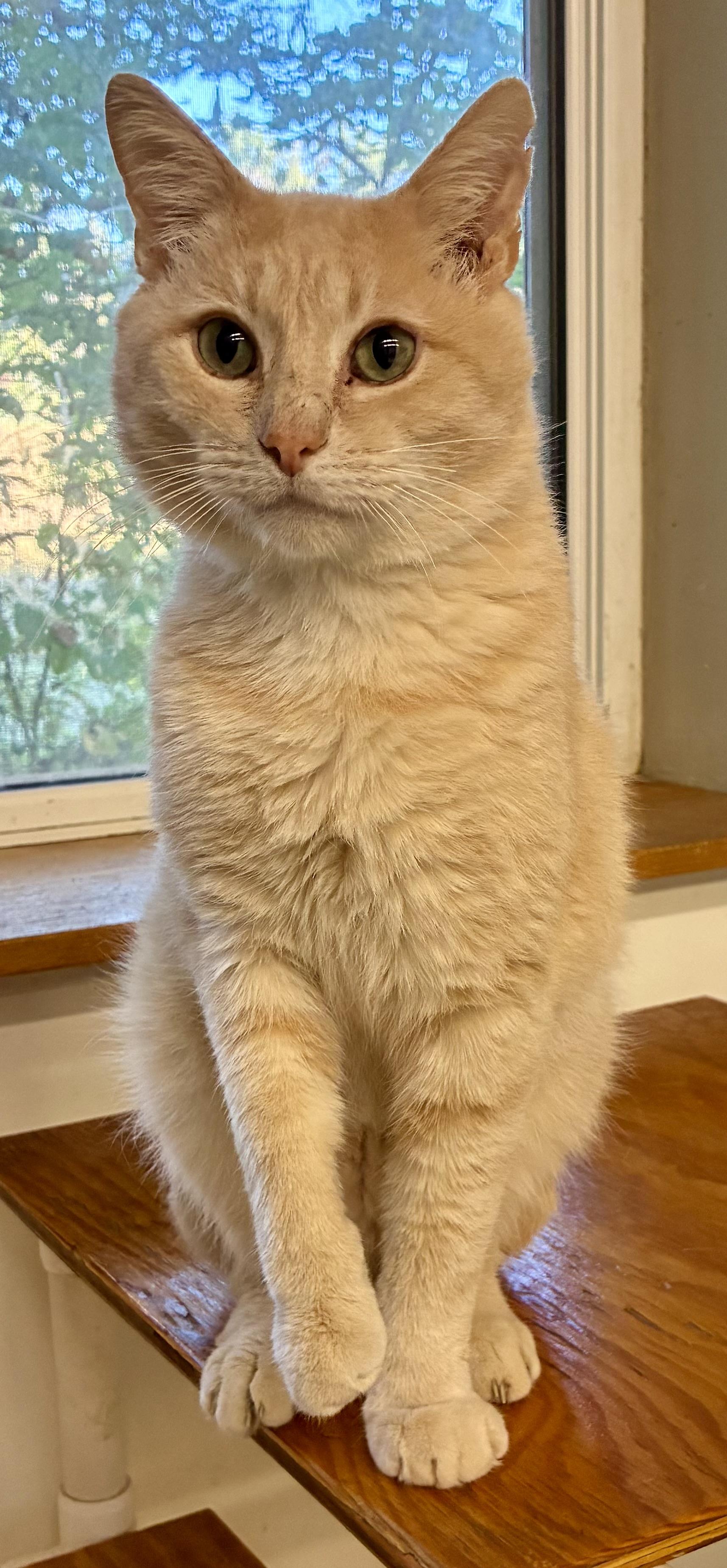 KENWORTH “KEN”, Adoptable, Adult Male Domestic Short Hair.