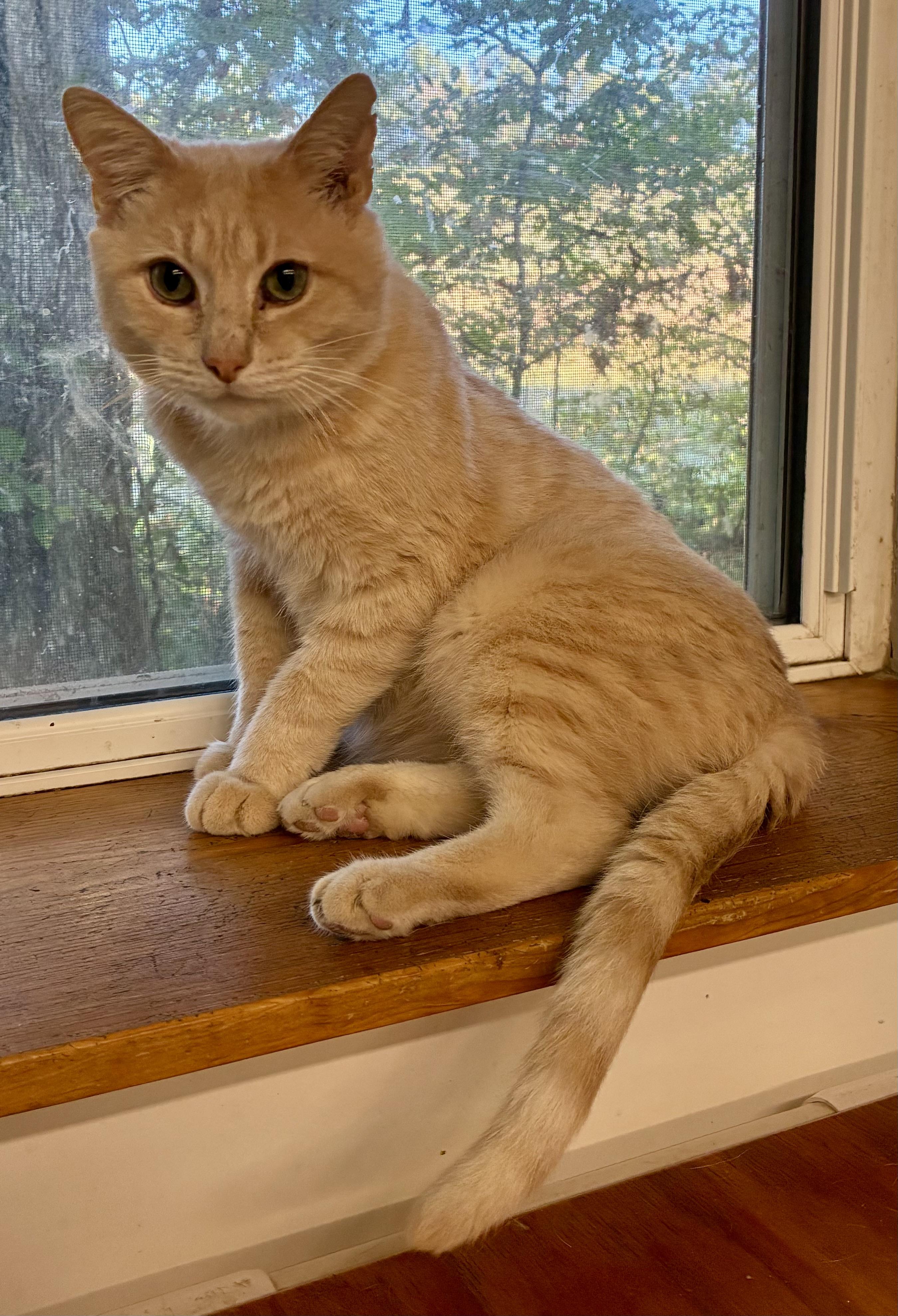 KENWORTH “KEN”, Adoptable, Adult Male Domestic Short Hair.