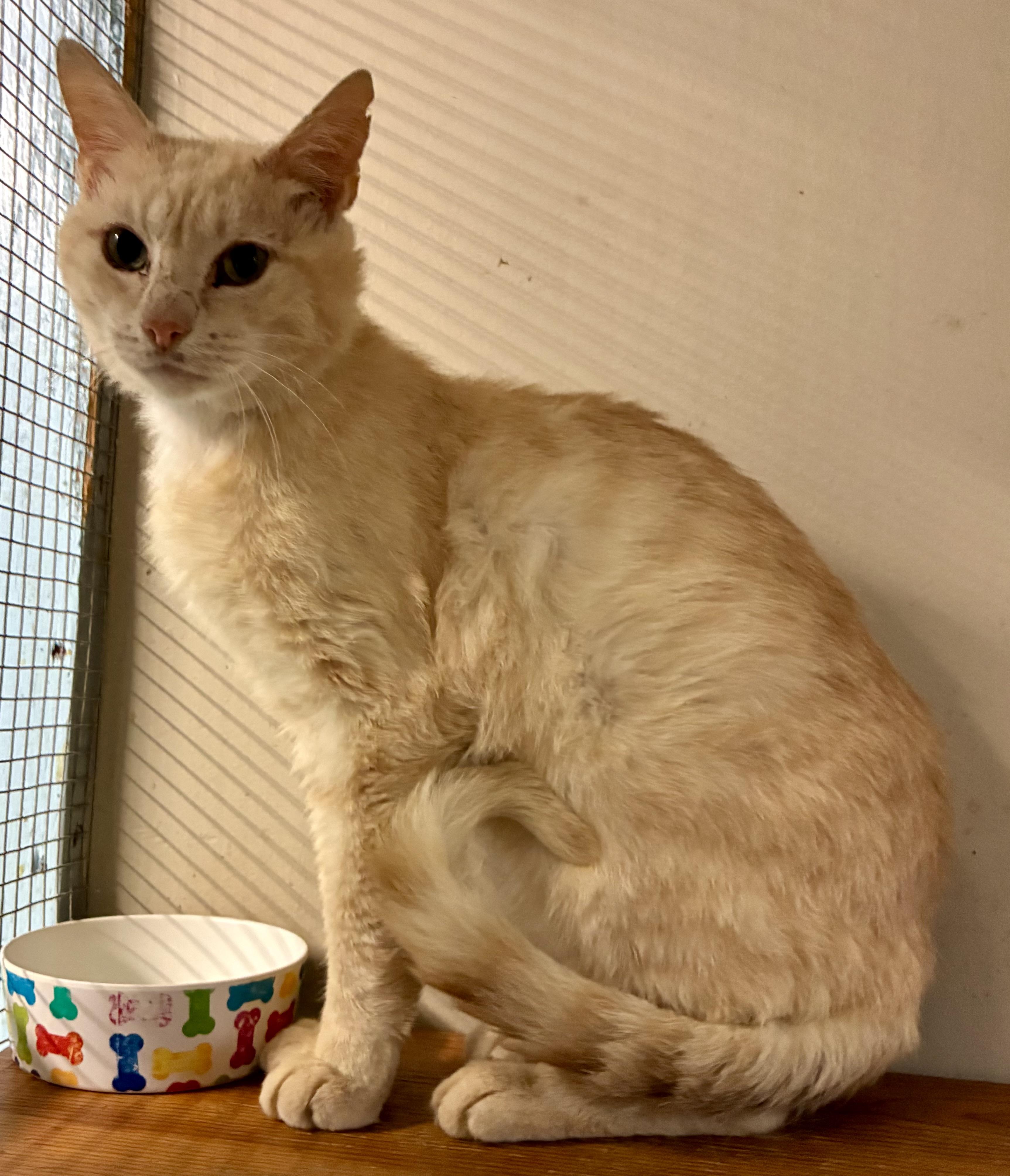 KENWORTH “KEN”, Adoptable, Adult Male Domestic Short Hair.