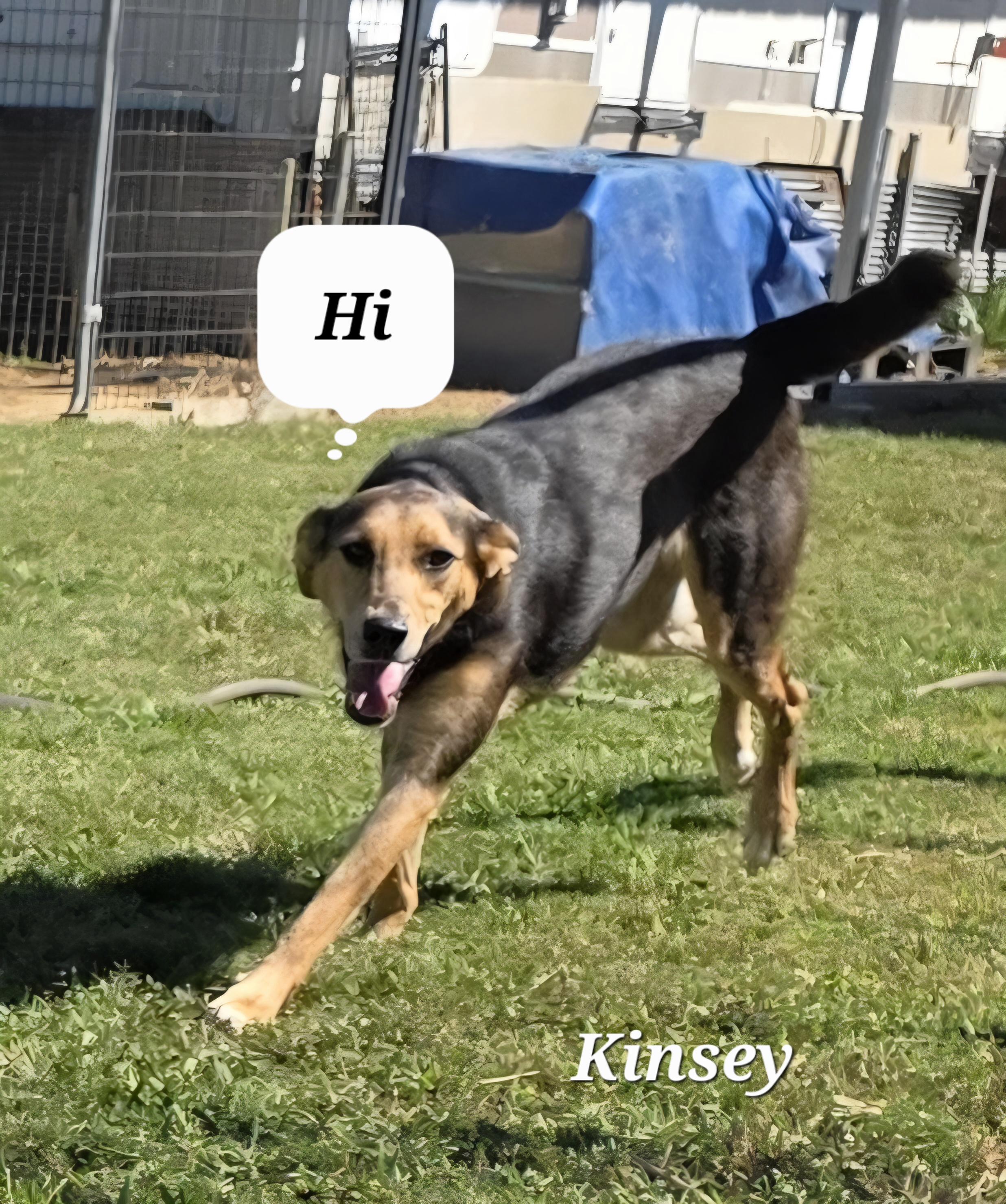Kinsey, Adoptable, Young Female Border Collie & Belgian Shepherd / Malinois.