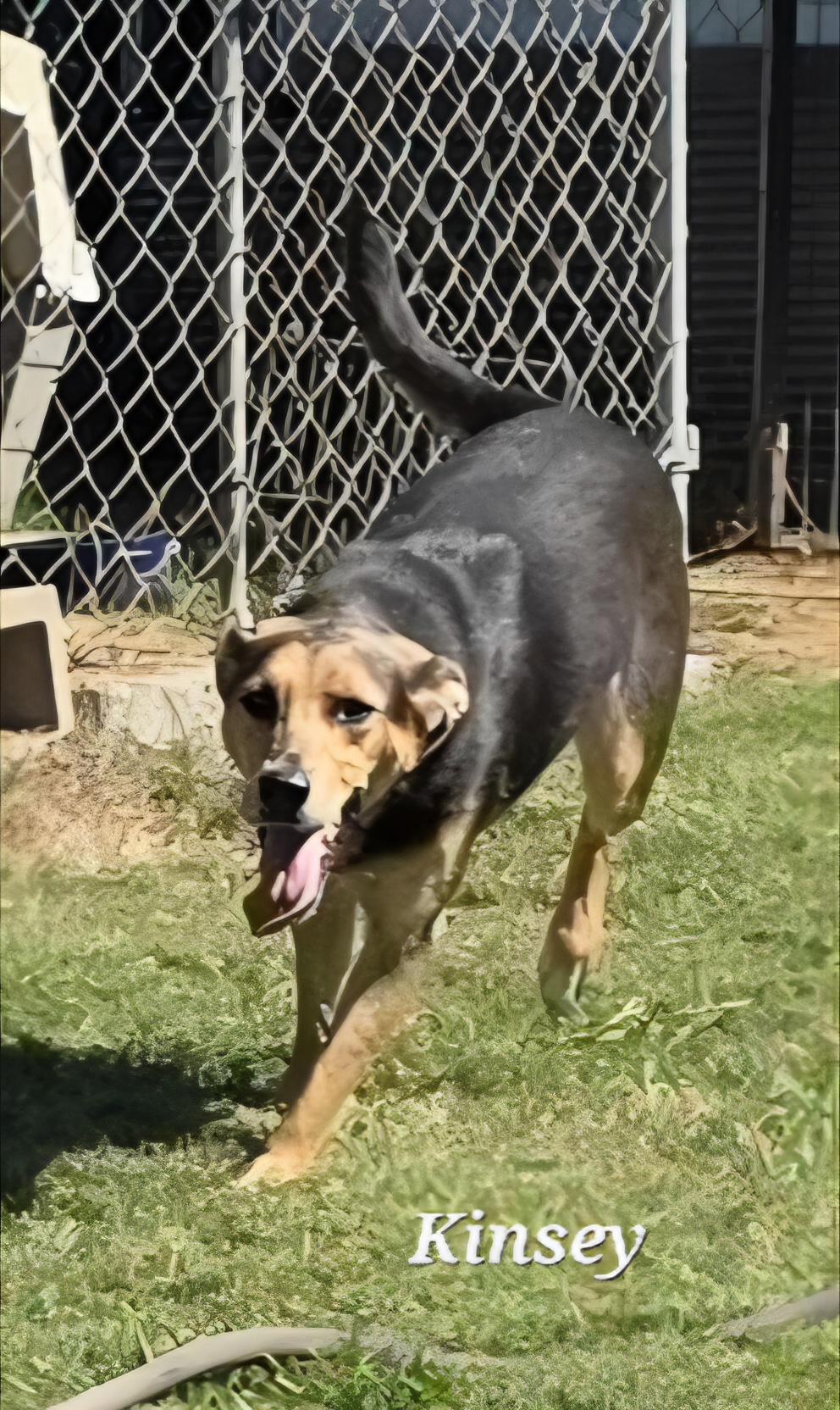 Kinsey, a Adoptable mixed breed in Warren, RI image 4/5