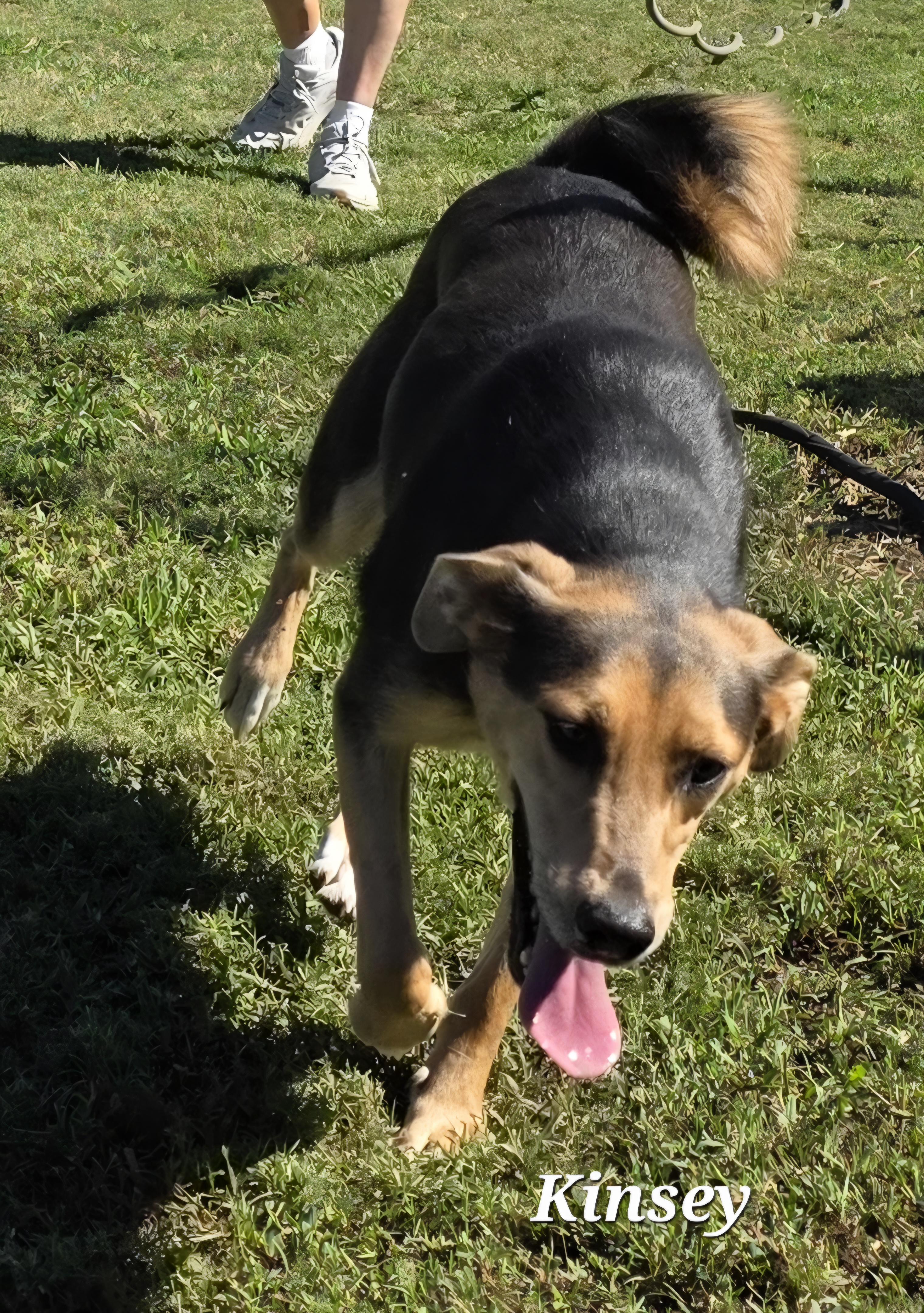 Kinsey, a Adoptable mixed breed in Warren, RI image 5/5