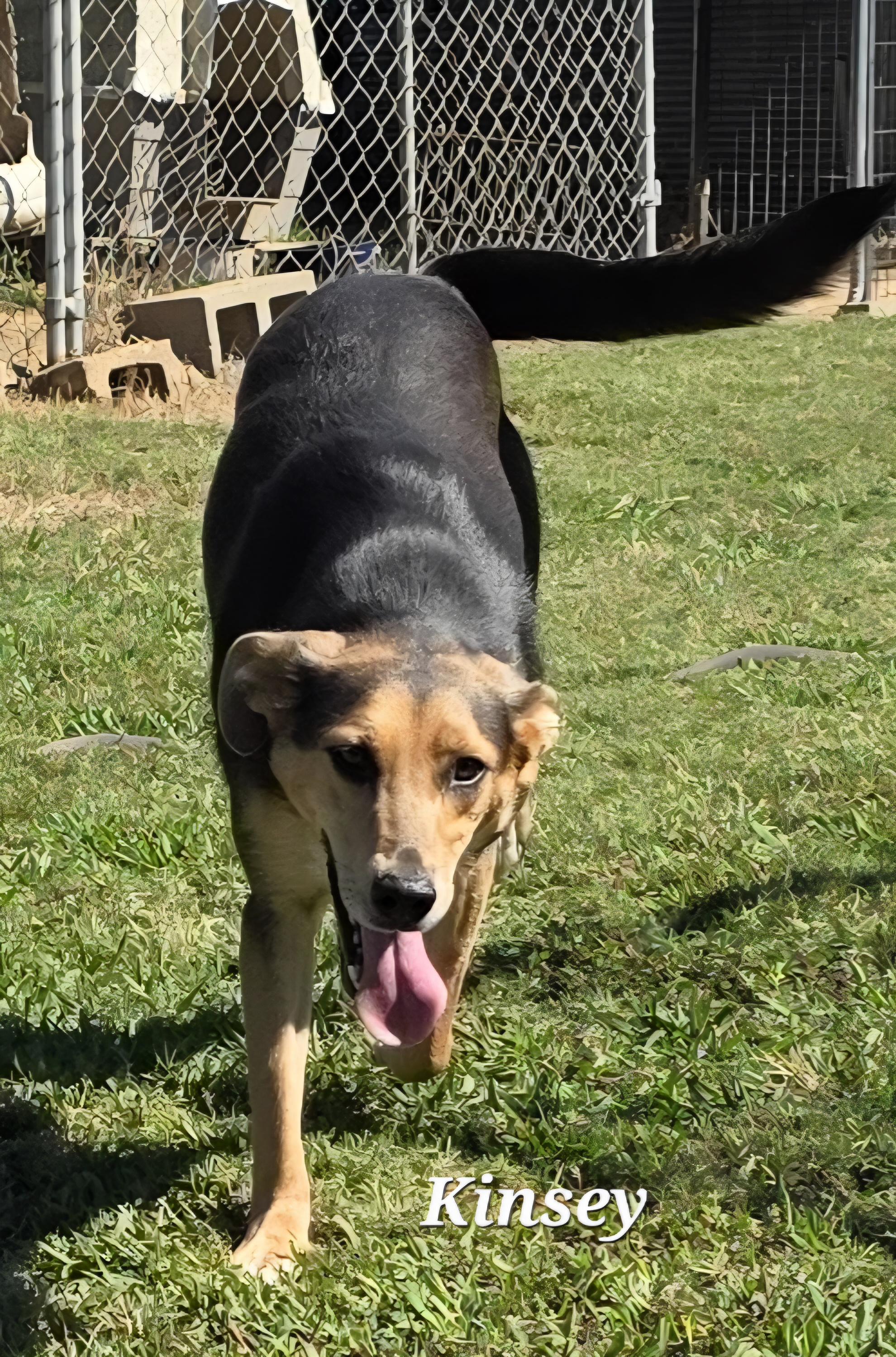 Kinsey, a Adoptable mixed breed in Warren, RI image 2/5