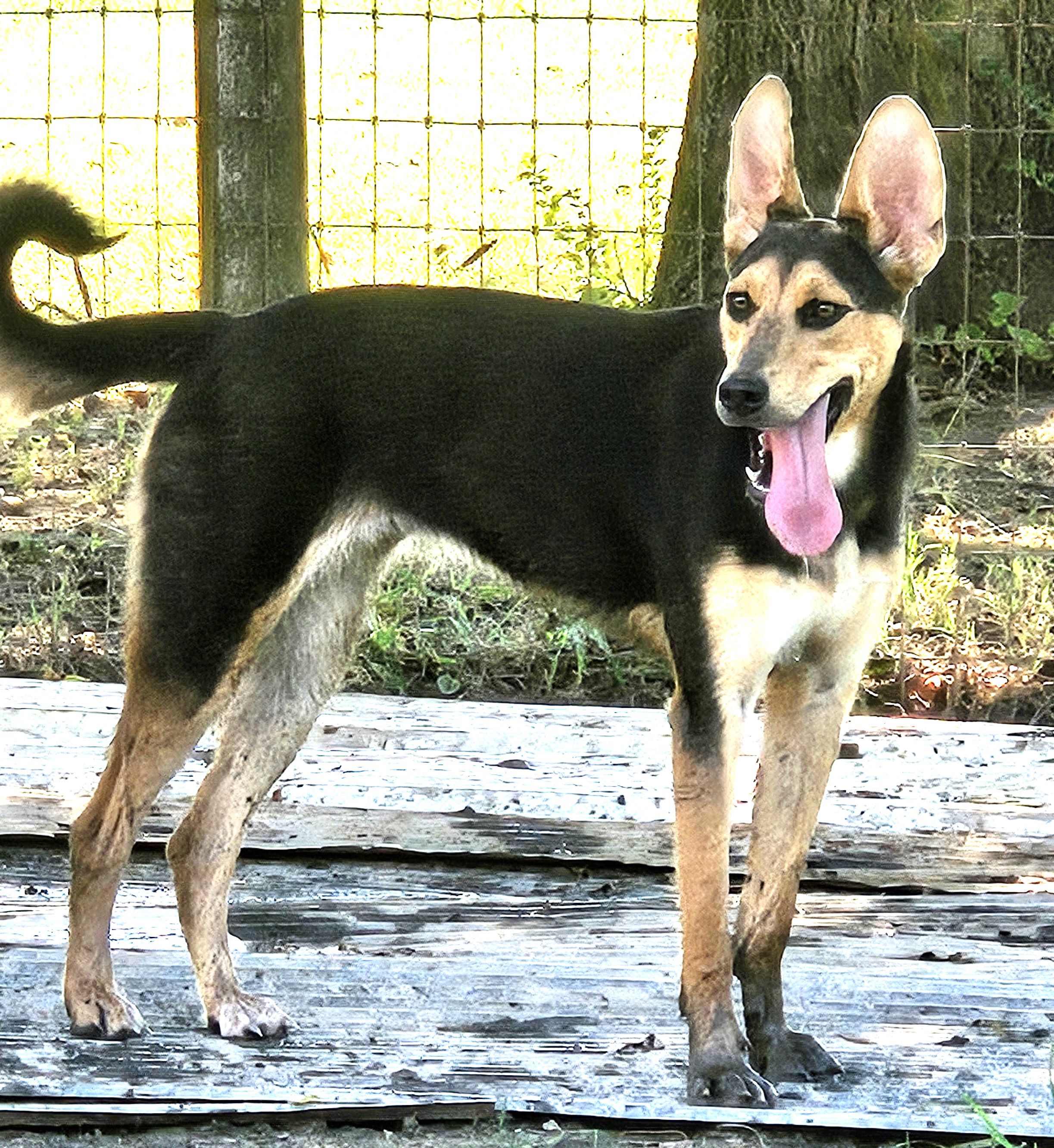 Kinsey, a Adoptable mixed breed in Warren, RI image 3/5