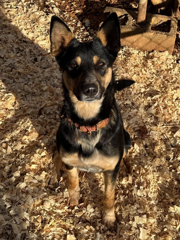 Nala, Adoptable, Adult Female German Shepherd Dog.