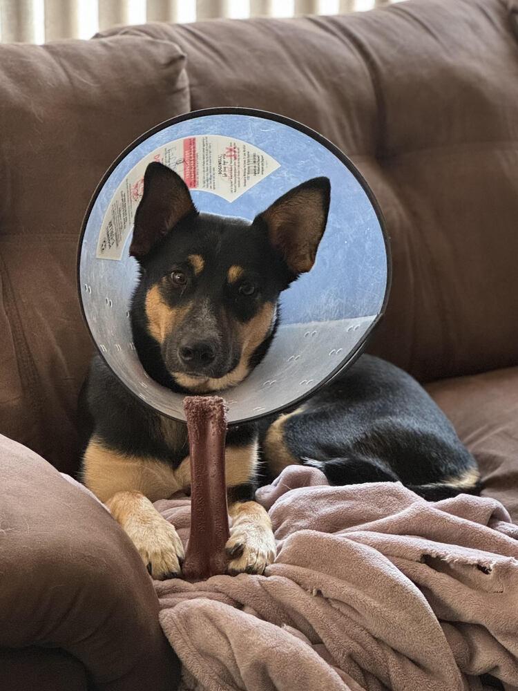 Enlarge Nala, a Adoptable German Shepherd Dog in Chattanooga, TN image 2/3