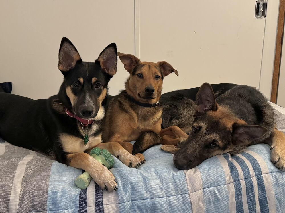 Enlarge Nala, a Adoptable German Shepherd Dog in Chattanooga, TN image 3/3