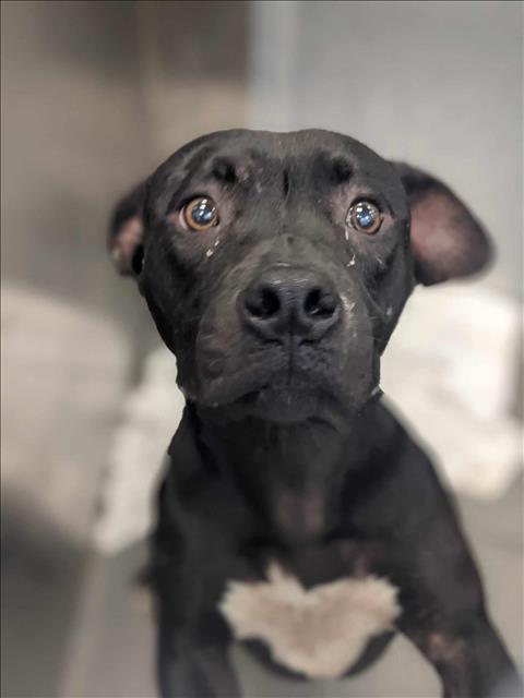 SPEEDY, Adoptable, Adult Female Pit Bull Terrier.