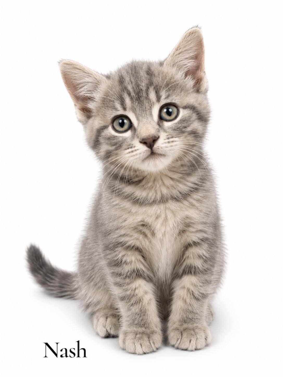 Nash, adopted, Kitten Male Domestic Short Hair.