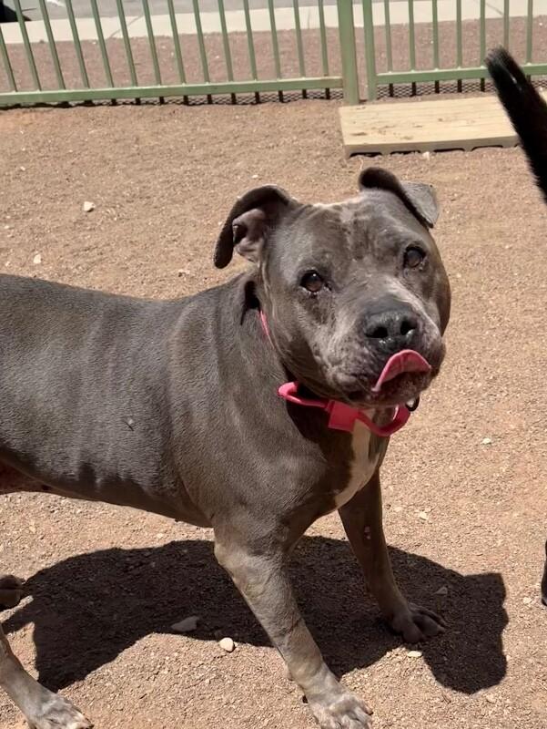 Strawberry, a Adoptable Mixed Breed in Hobbs, NM image 1/3