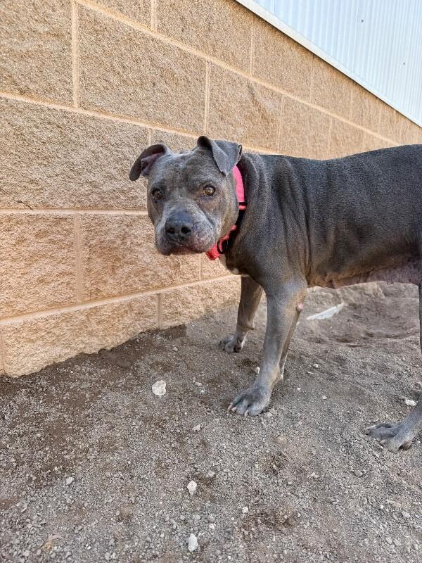 Strawberry, a Adoptable Mixed Breed in Hobbs, NM image 2/3