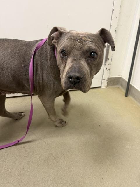 Strawberry, a Adoptable Mixed Breed in Hobbs, NM image 3/3