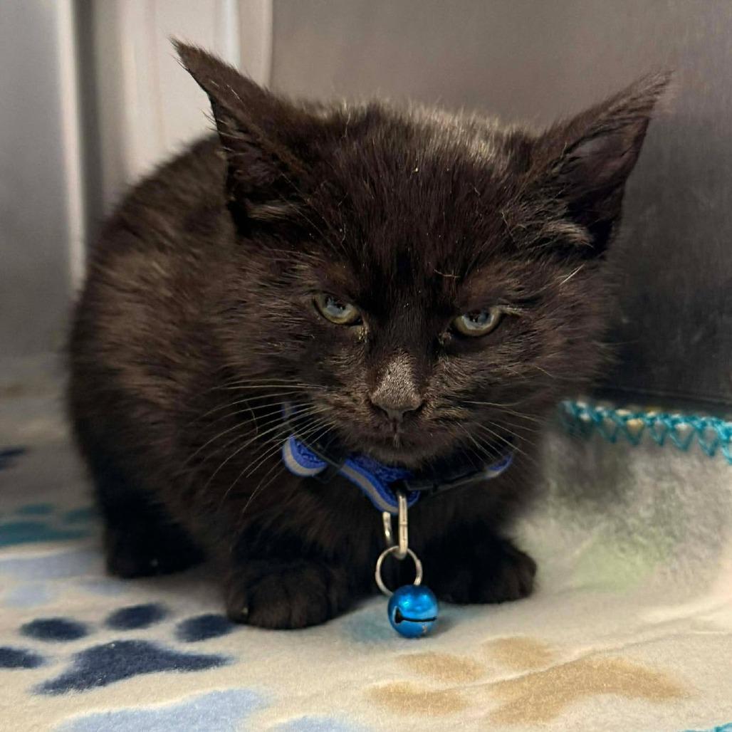 Enlarge Gary, a Adoptable Domestic Short Hair in Martinsville, VA image 1/1