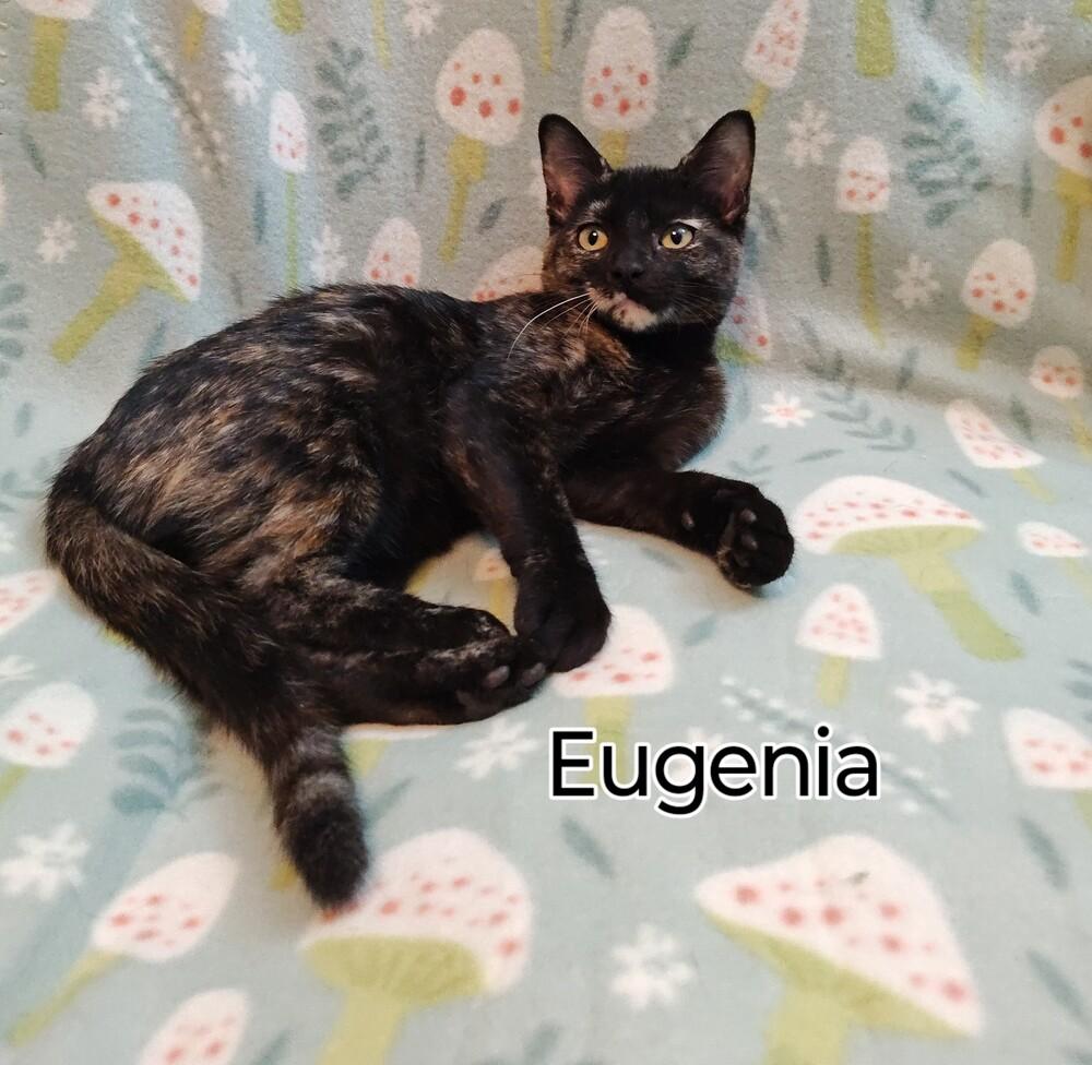 **Cat Cafe** Eugenia, Adoptable, Kitten Female Domestic Short Hair.