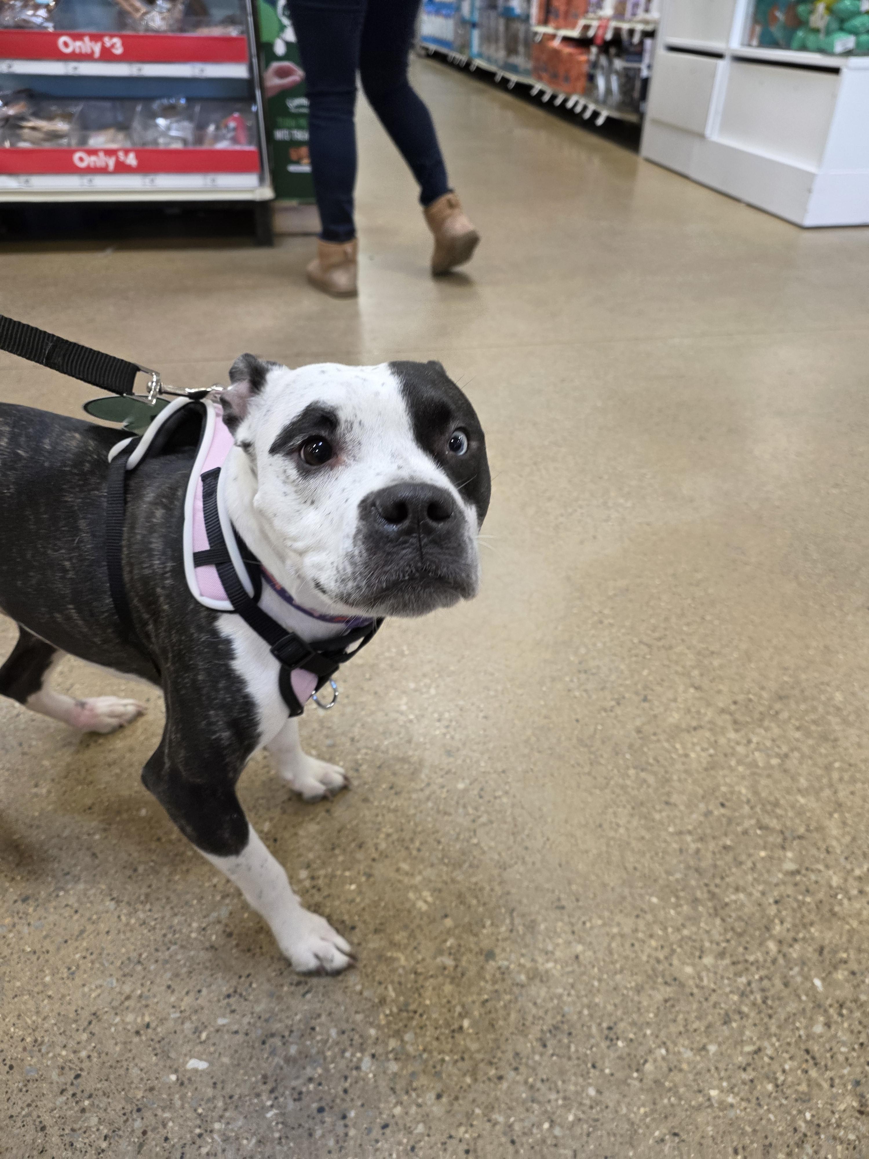 Enlarge Hope, a Adopted American Staffordshire Terrier in merrillville, IN image 1/6