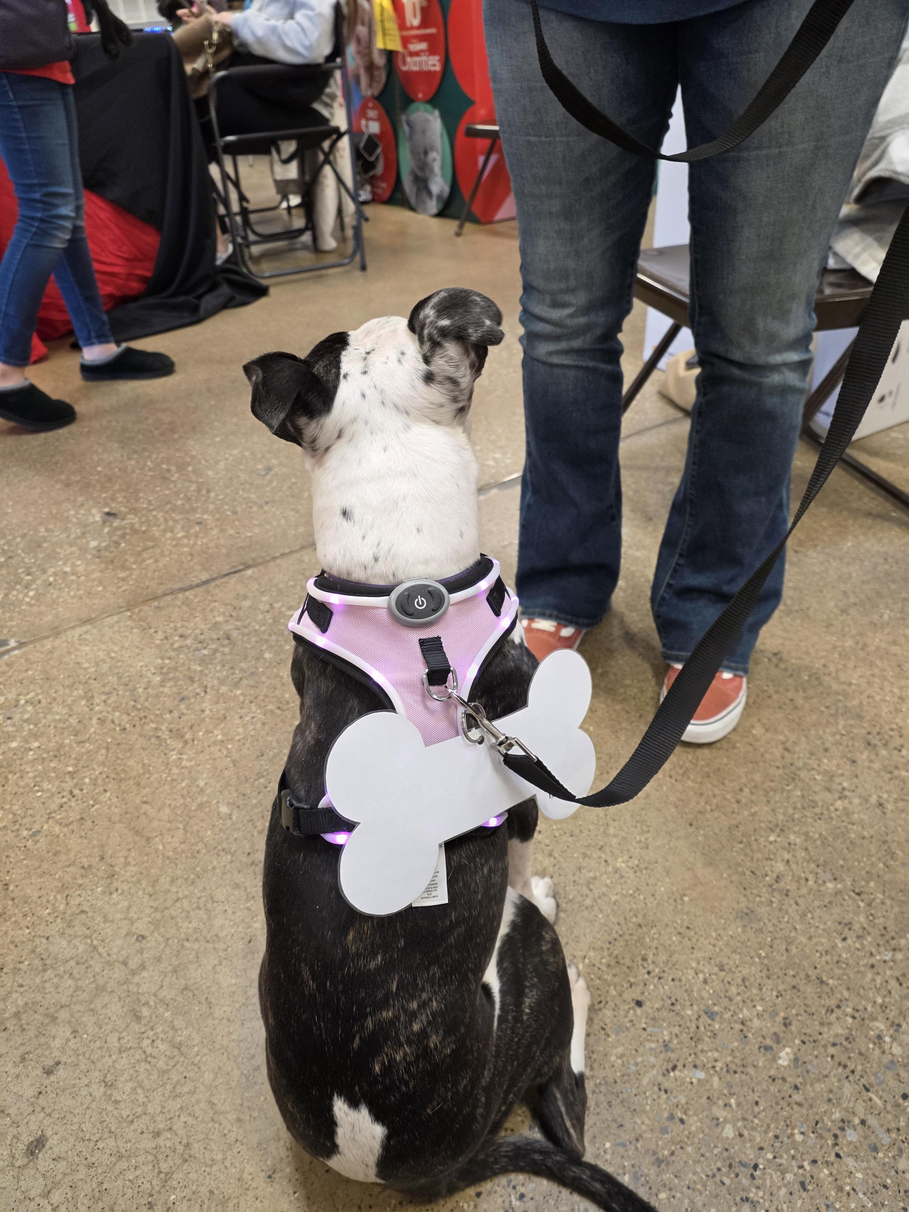 Enlarge Hope, a Adopted American Staffordshire Terrier in merrillville, IN image 2/6