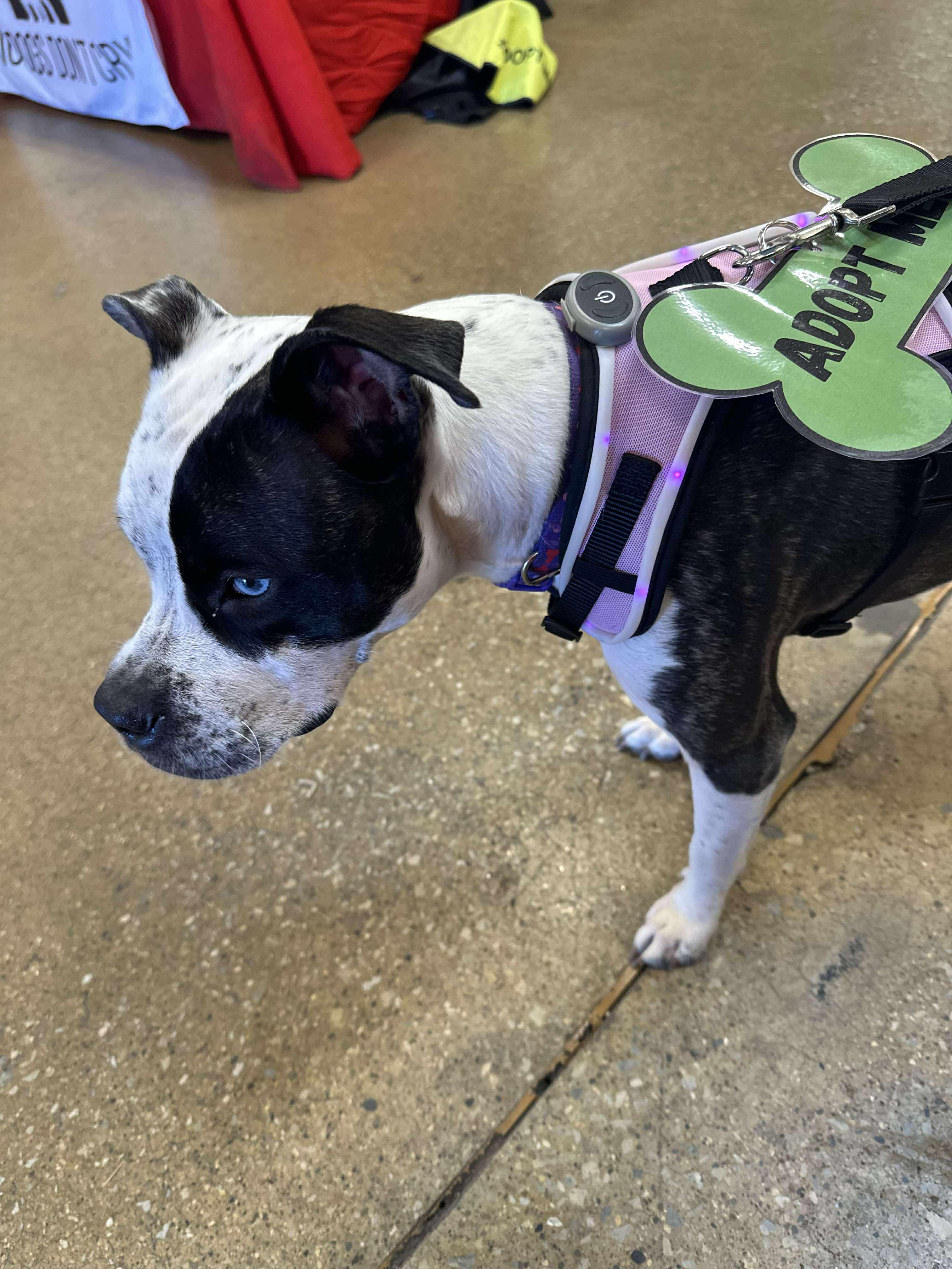 Enlarge Hope, a Adopted American Staffordshire Terrier in merrillville, IN image 3/6