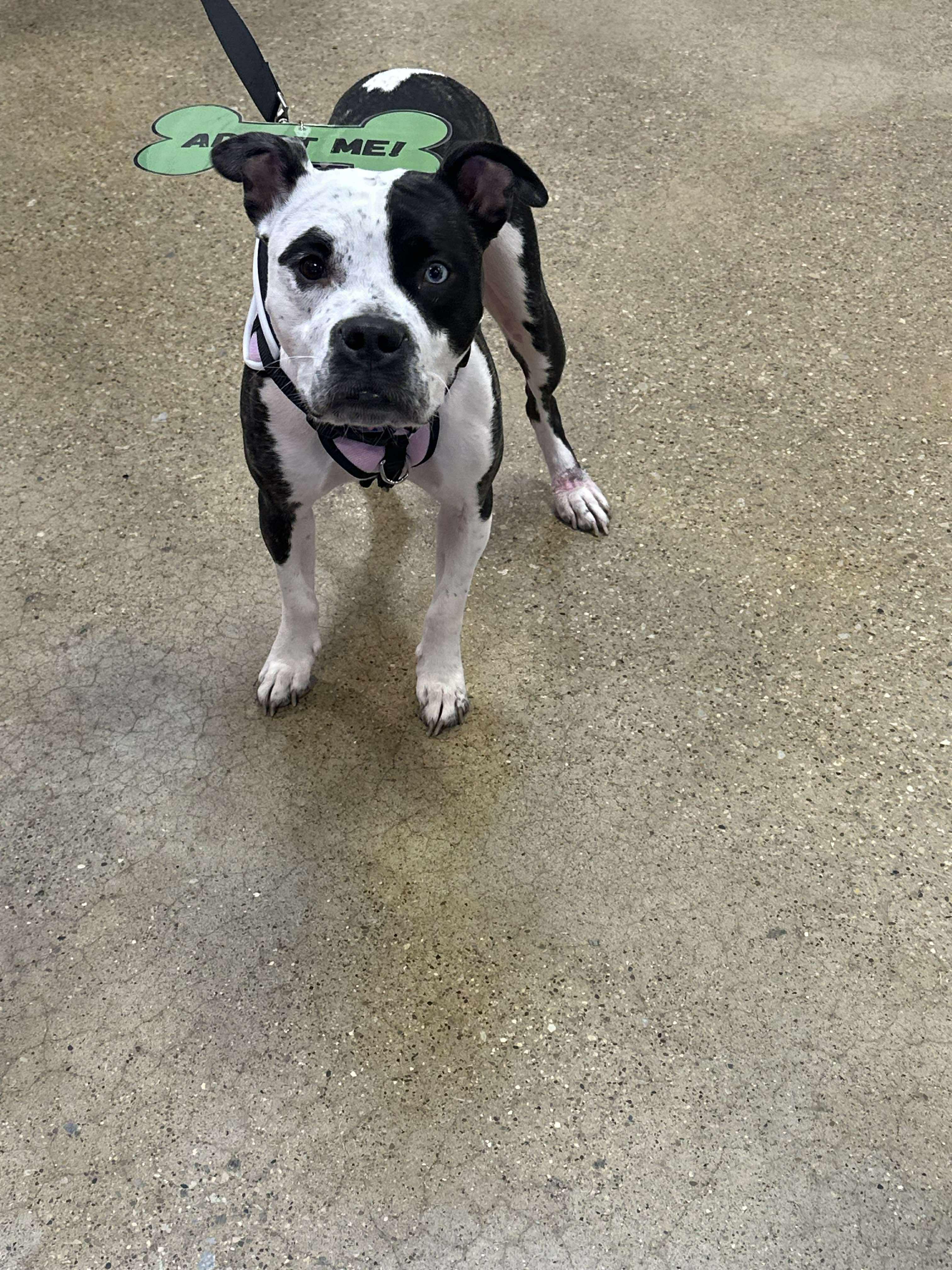 Enlarge Hope, a Adopted American Staffordshire Terrier in merrillville, IN image 5/6