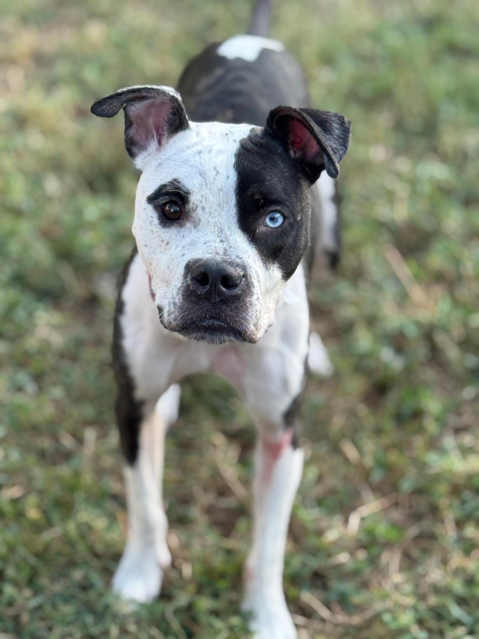 Enlarge Hope, a Adopted American Staffordshire Terrier in merrillville, IN image 6/6
