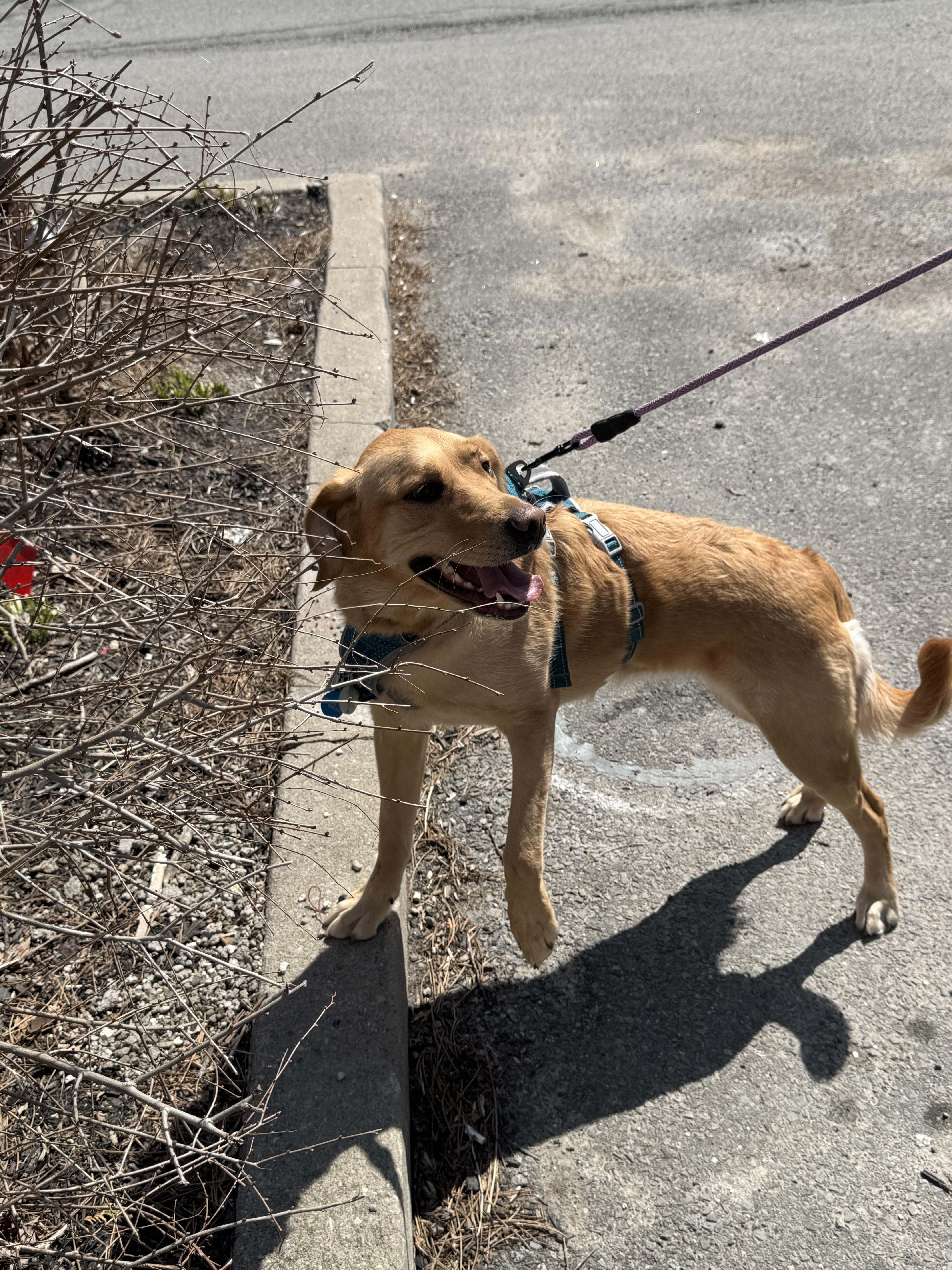 Enlarge Lily, an adopted mixed breed in Oakville, ON image 3/6