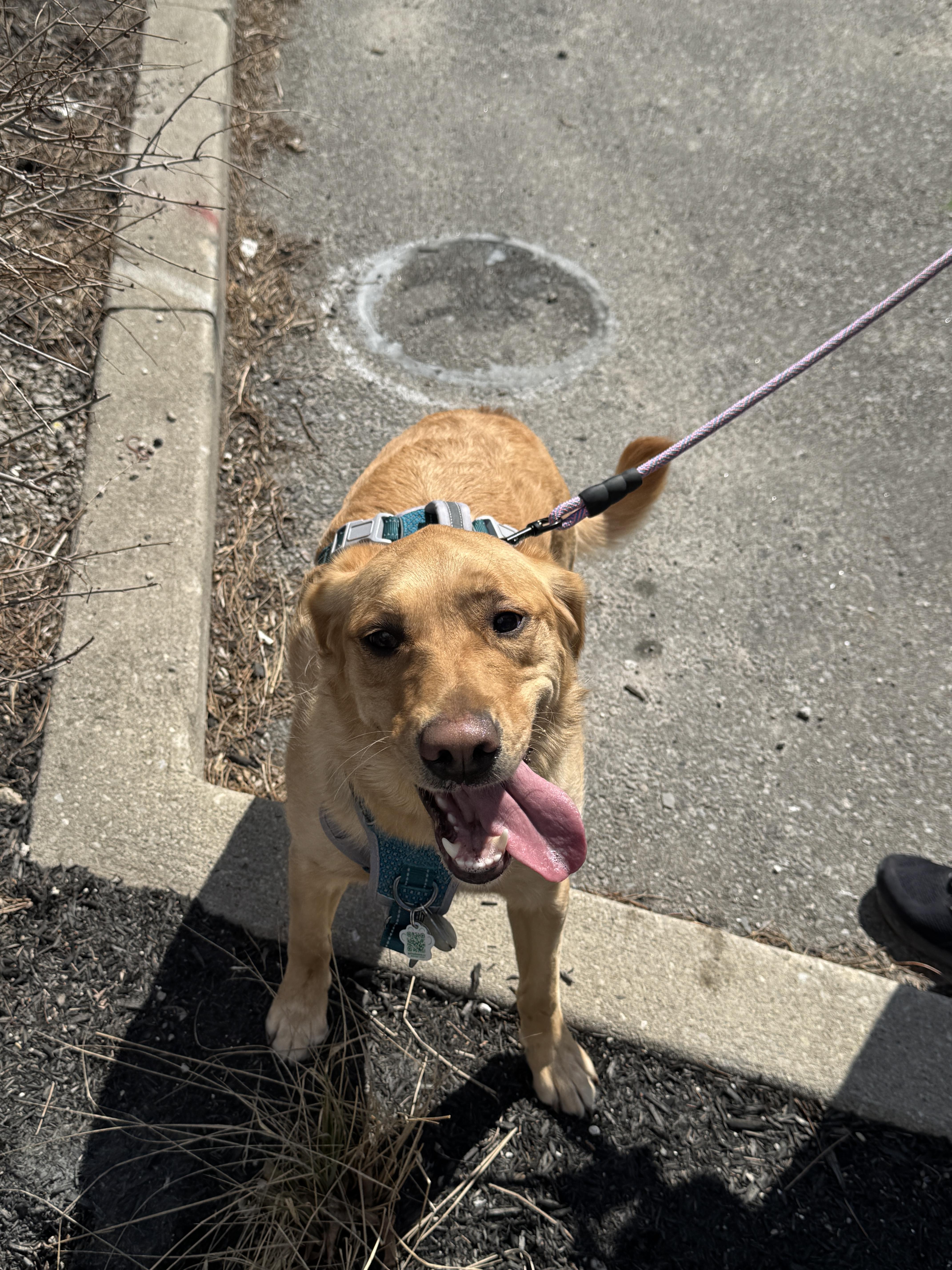 Enlarge Lily, an adopted mixed breed in Oakville, ON image 2/6