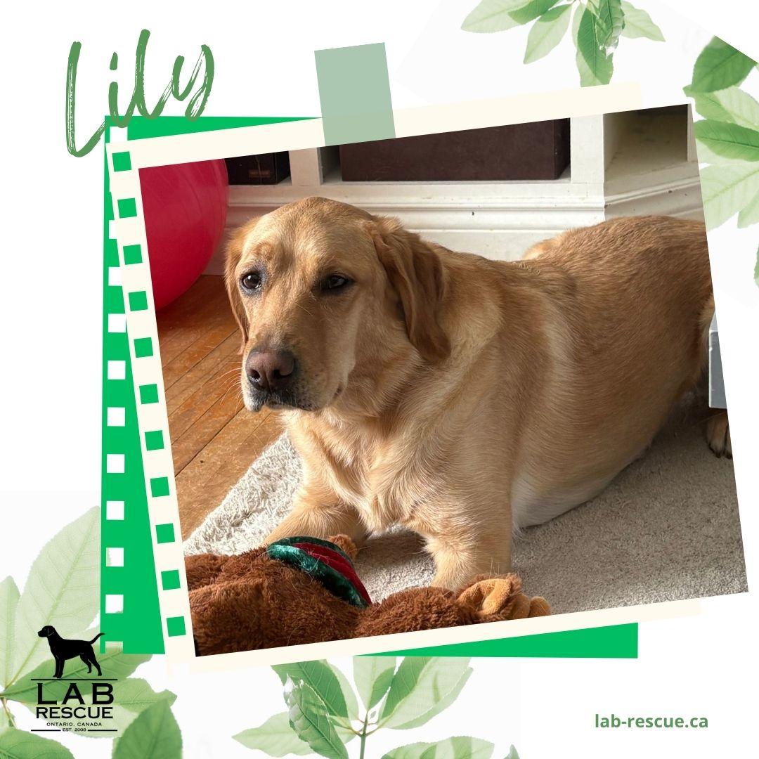 Lily, adopted, Young Female Labrador Retriever & Golden Retriever.
