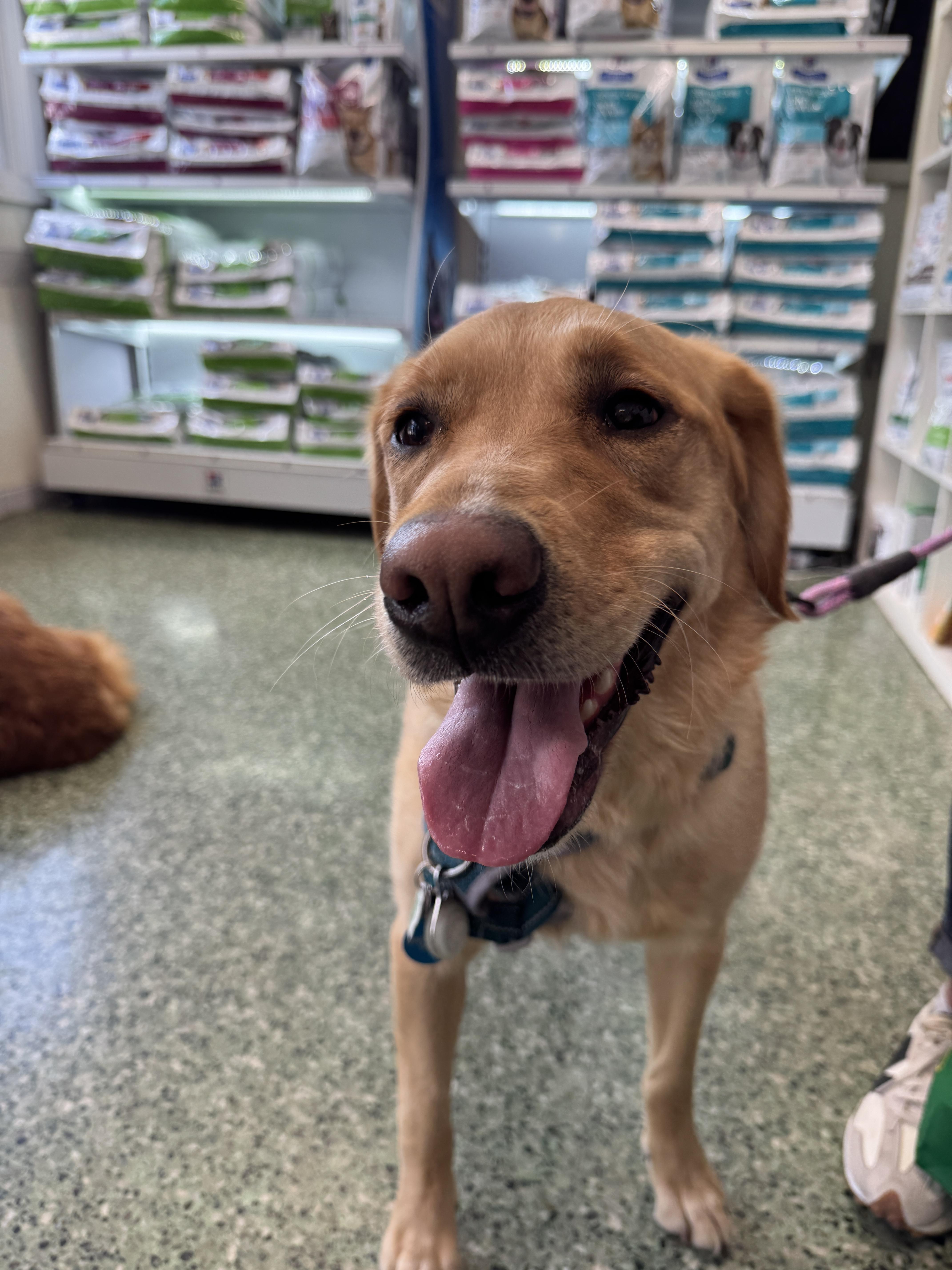Enlarge Lily, an adopted mixed breed in Oakville, ON image 6/6