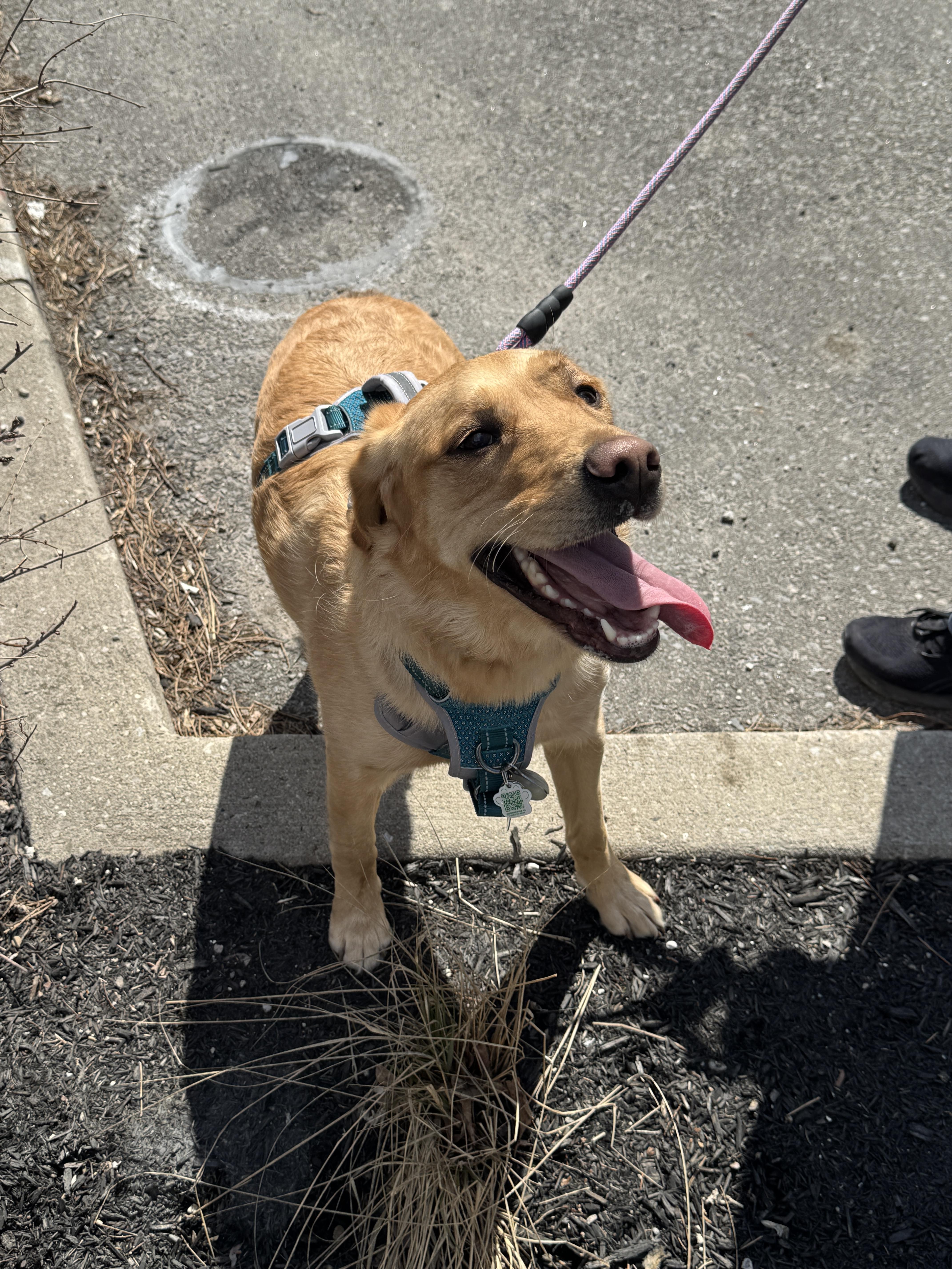 Enlarge Lily, an adopted mixed breed in Oakville, ON image 5/6