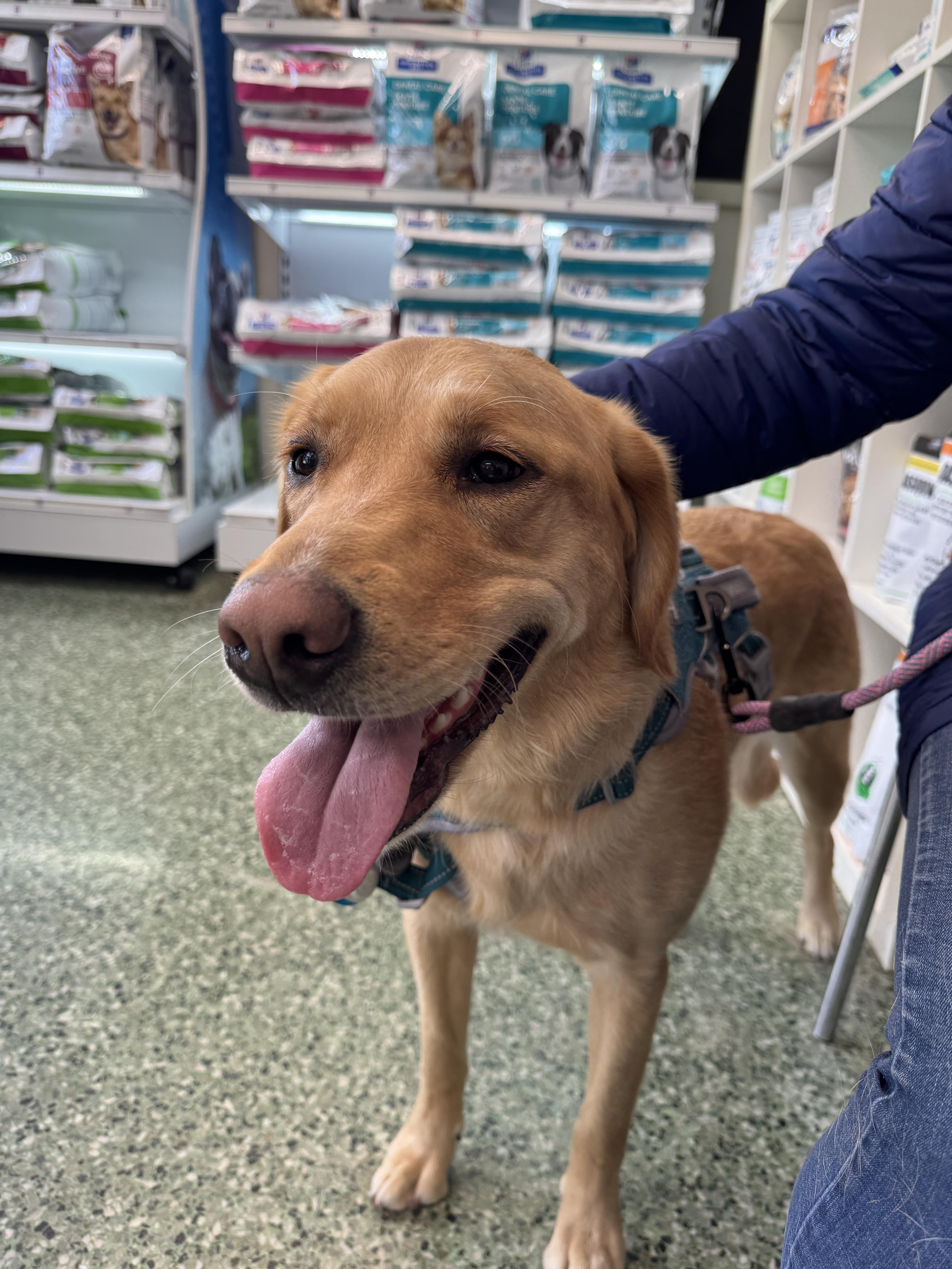 Enlarge Lily, an adopted mixed breed in Oakville, ON image 4/6