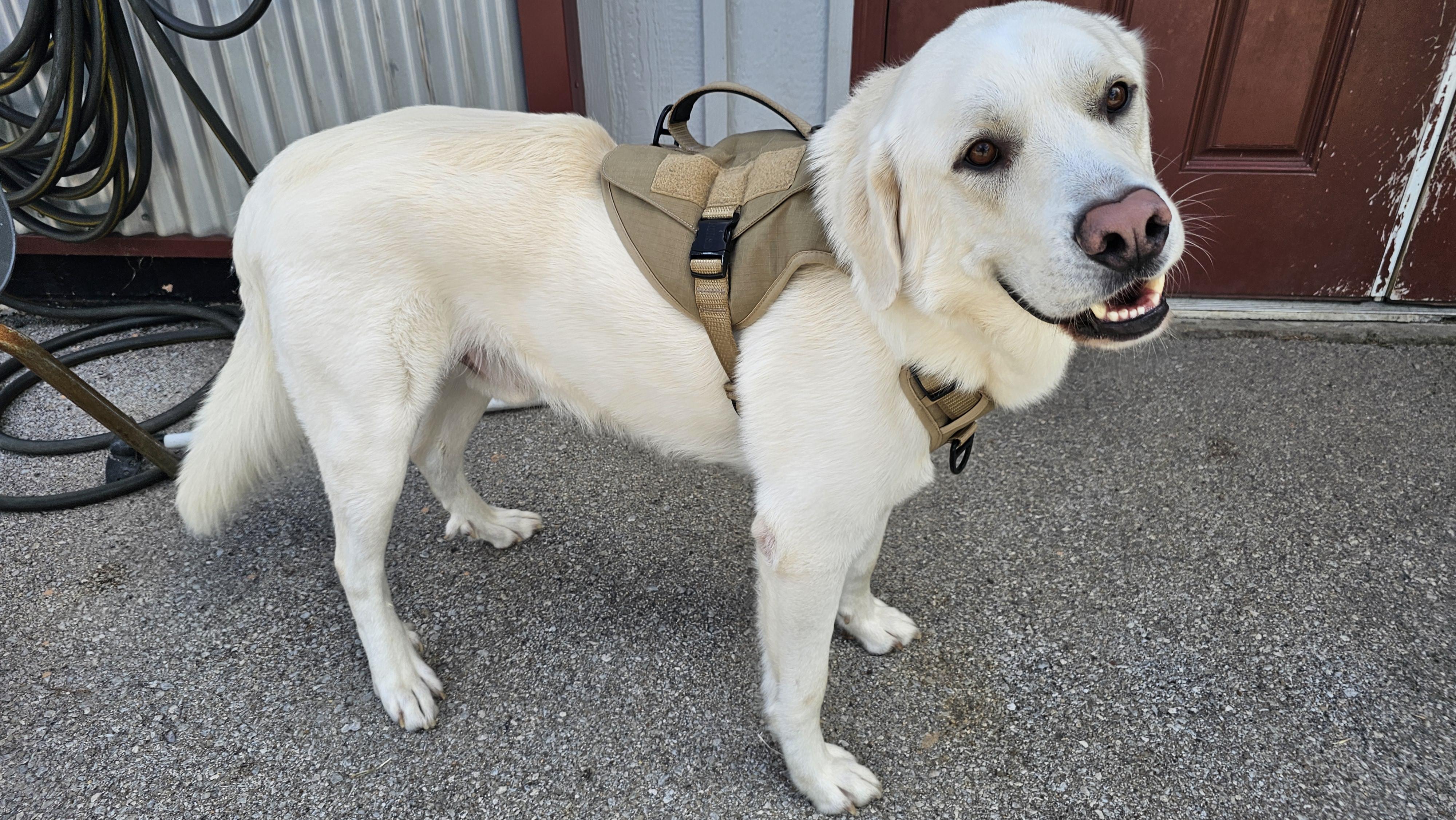 Nicco, an adopted Labrador Retriever in Lexington, KY image 1/4