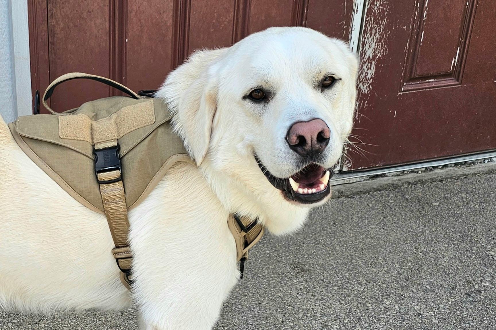 Nicco, an adopted Labrador Retriever in Lexington, KY image 2/4