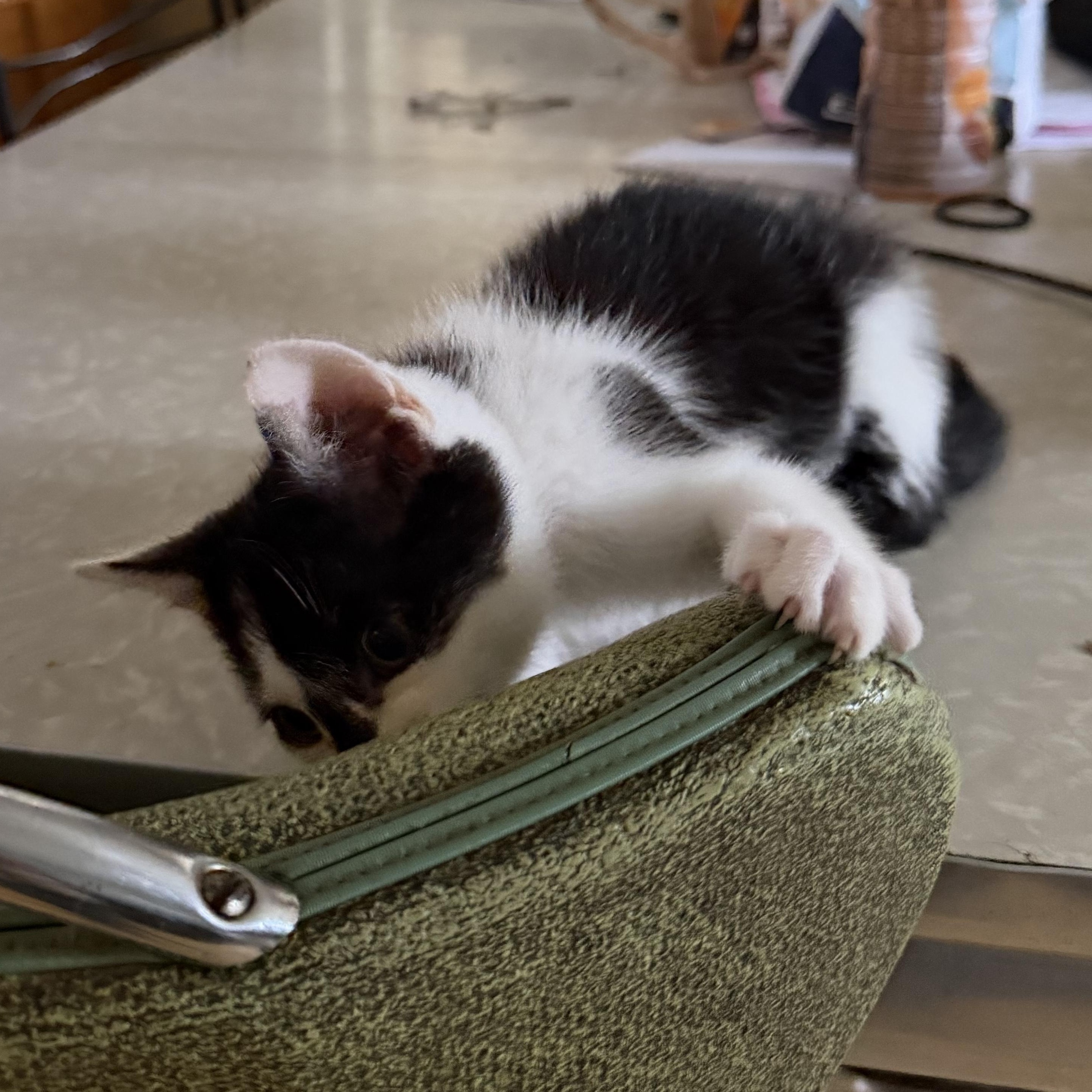 Enlarge Rowdy, a Adoptable Domestic Short Hair in Maple Glen, PA image 6/6