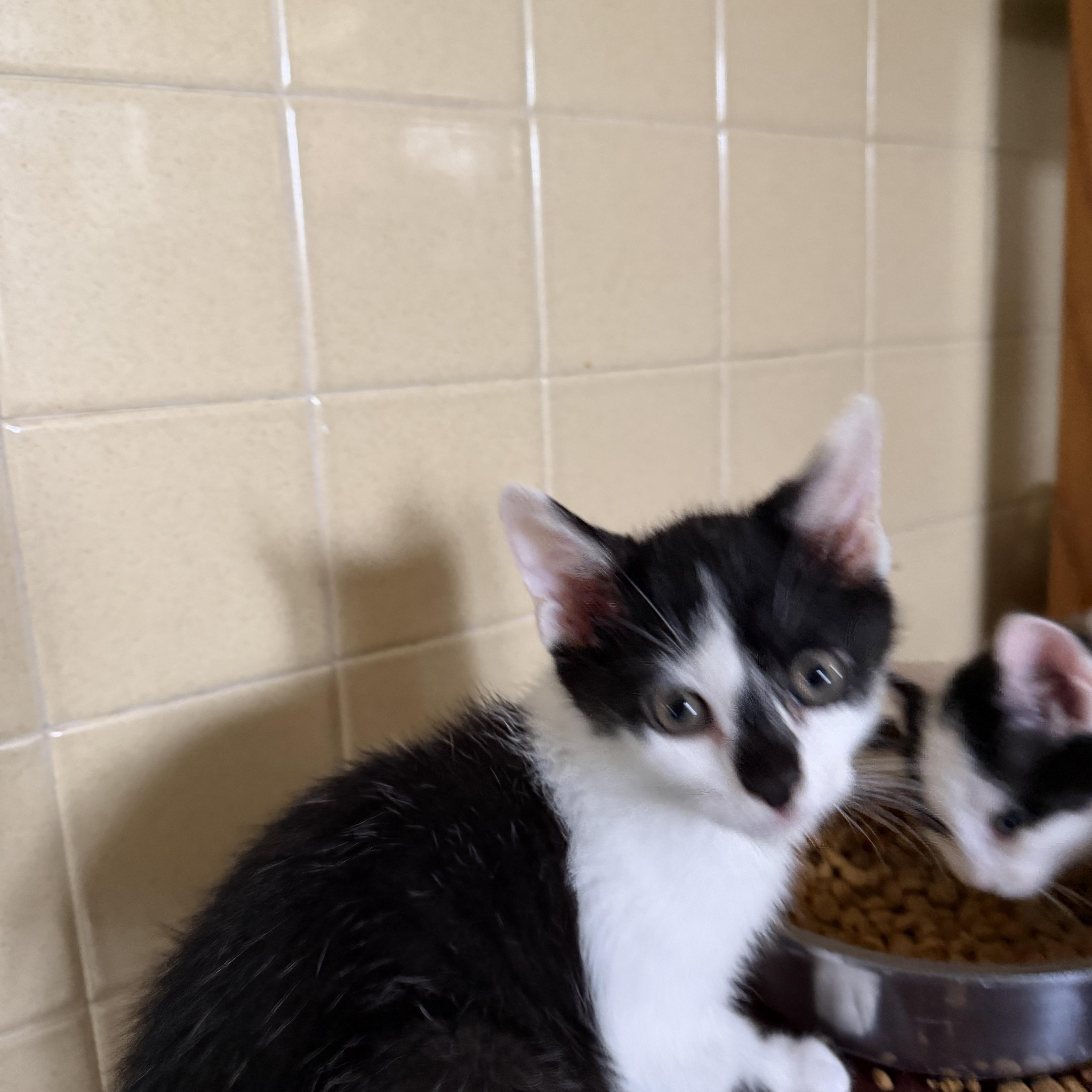 Enlarge Rowdy, a Adoptable Domestic Short Hair in Maple Glen, PA image 4/6