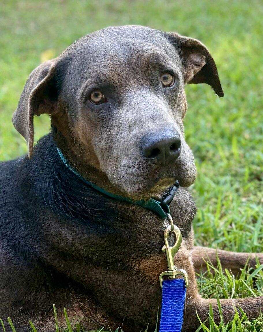 Court, ADOPTABLE, Young Male Labrador Retriever & Great Dane.