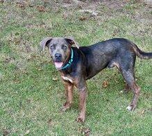 Court, a ADOPTABLE mixed breed in Winnsboro, TX image 2/2