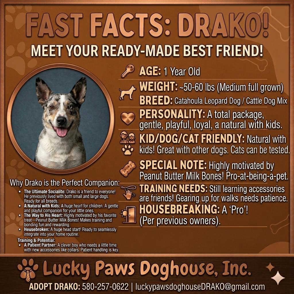 Enlarge Drako, an adopted mixed breed in Tishomingo, OK image 2/5