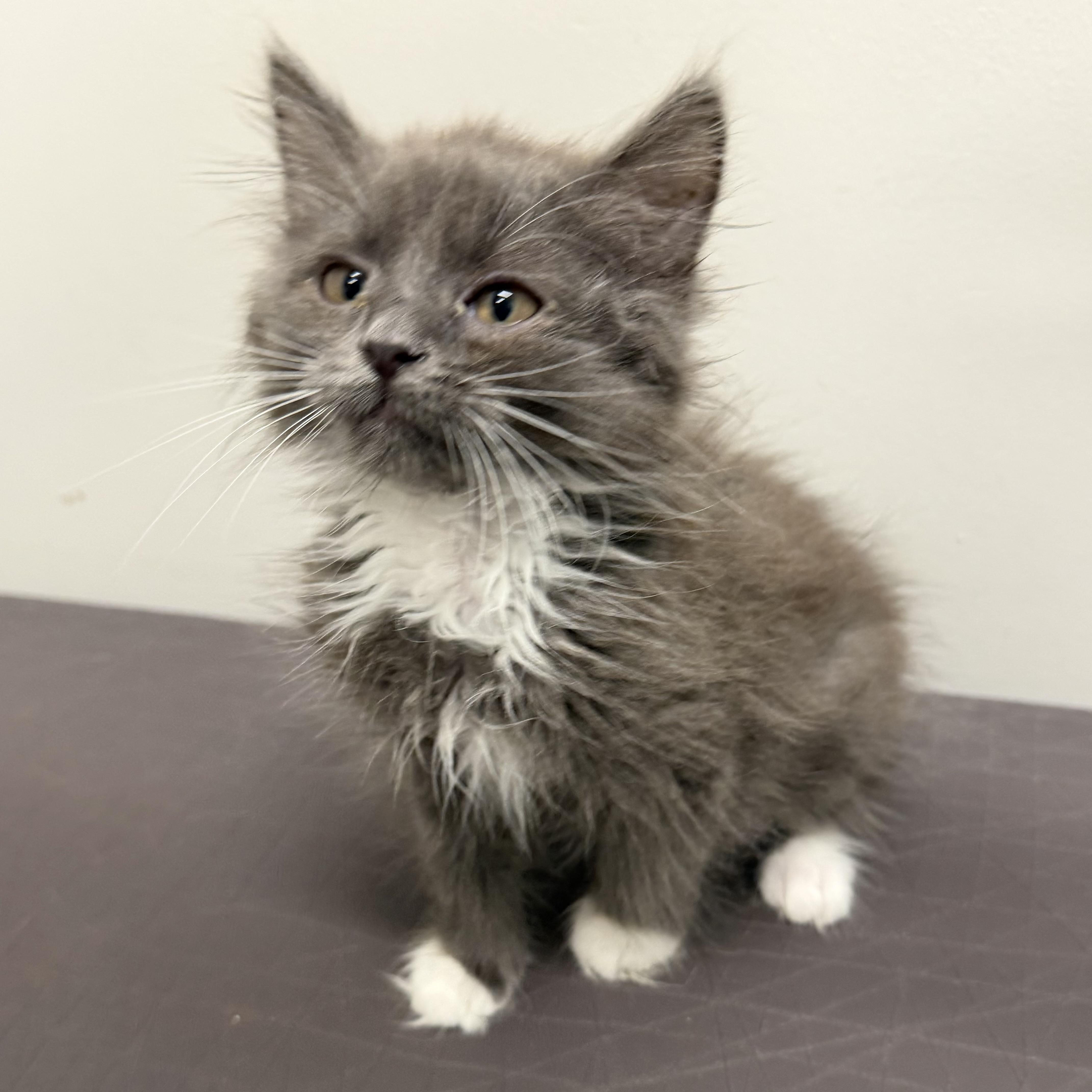 Bunny, adoptable, Kitten Male Domestic Medium Hair.