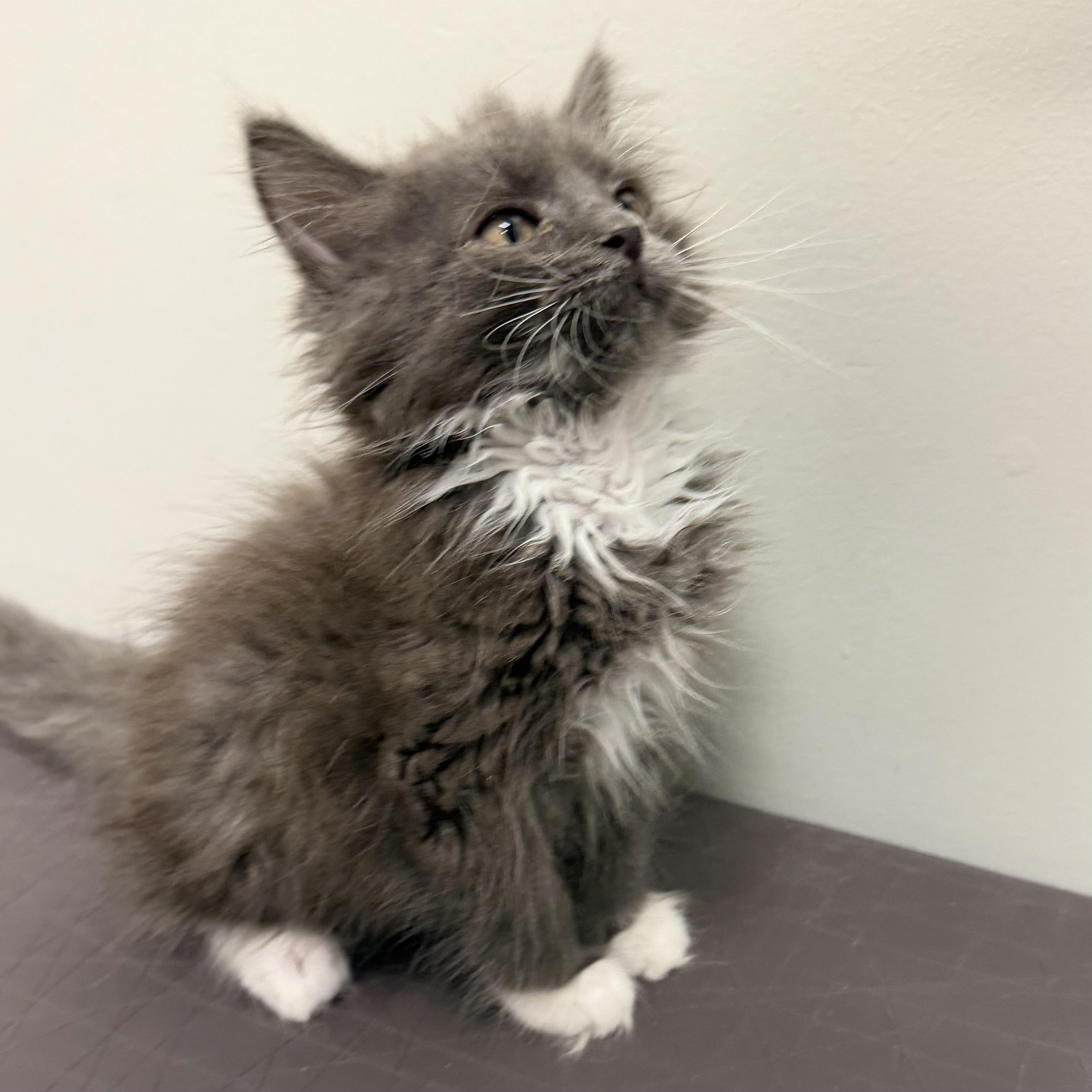 Enlarge Bunny, an adoptable mixed breed in Libertyville, IL image 2/3